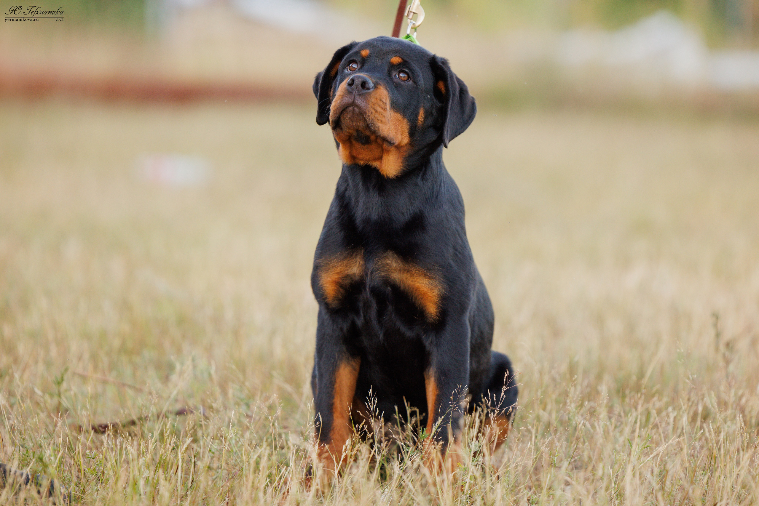 ПК и КЧК ротвейлеры Тверь 6-7.07.2024. Фотограф-анималист Юлия Германика