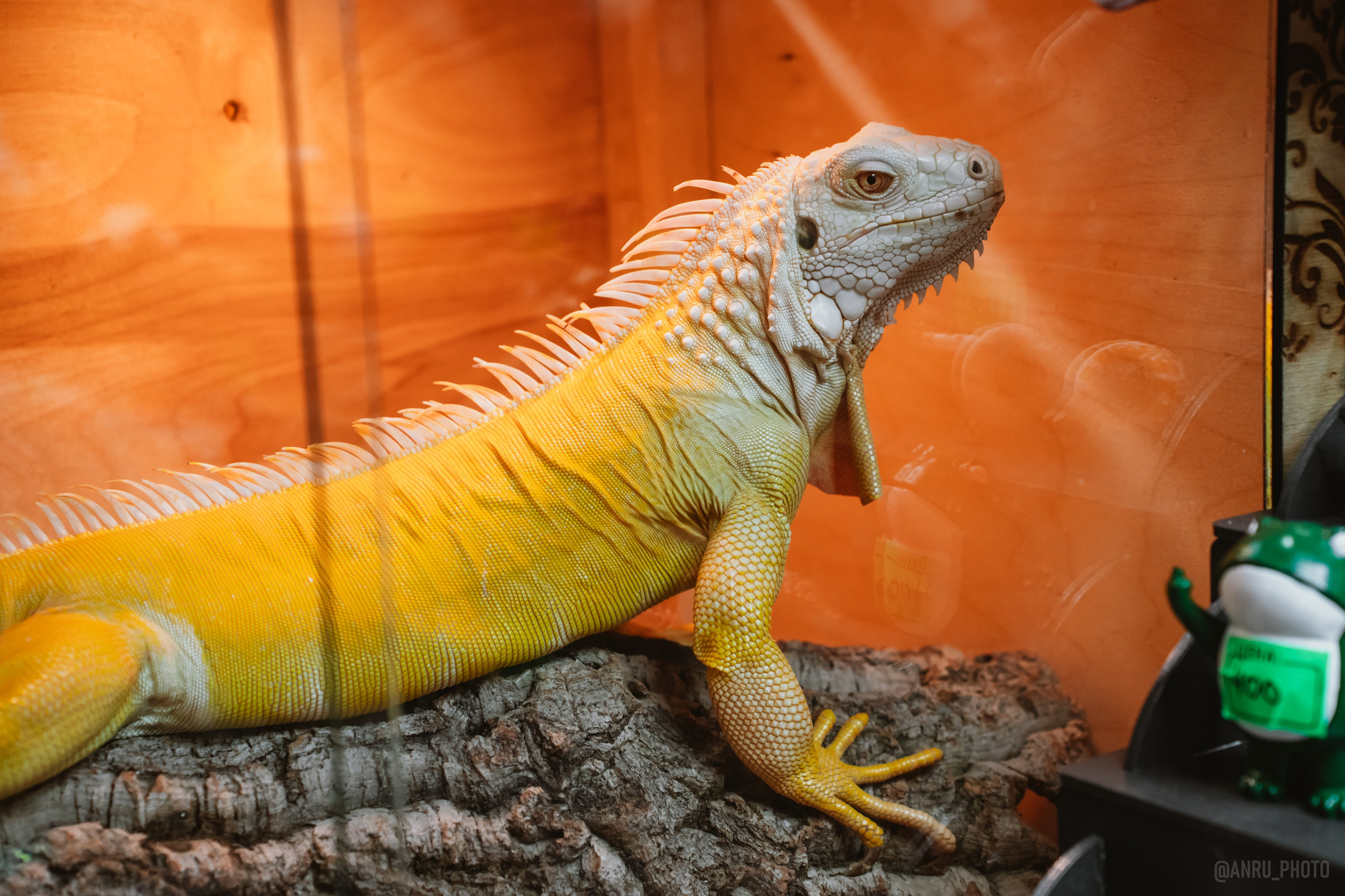 Рептилиум. Репортажный фотограф Анастасия Рубцова