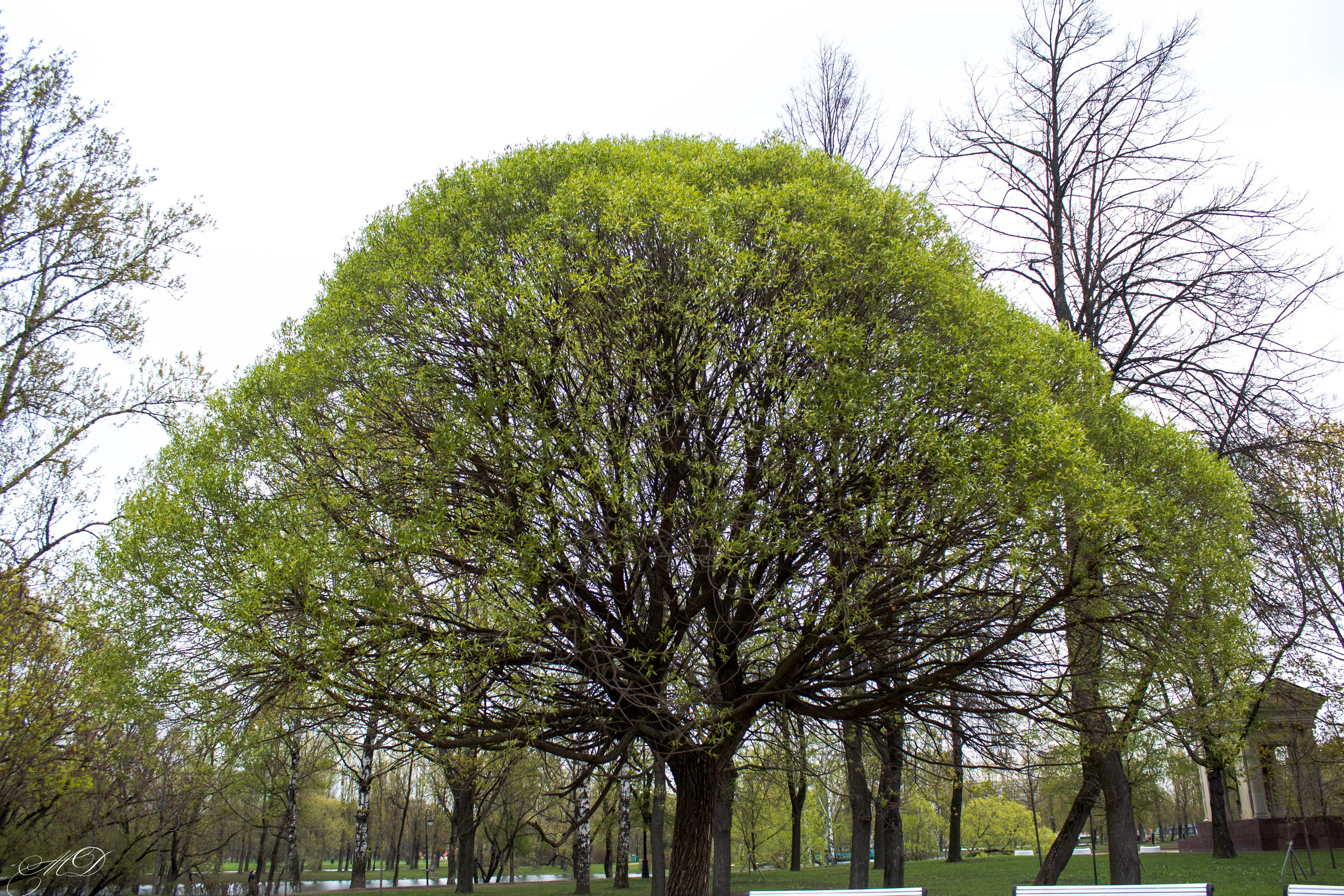 Санкт-Петербург. Михаил Дёгтев - фотограф