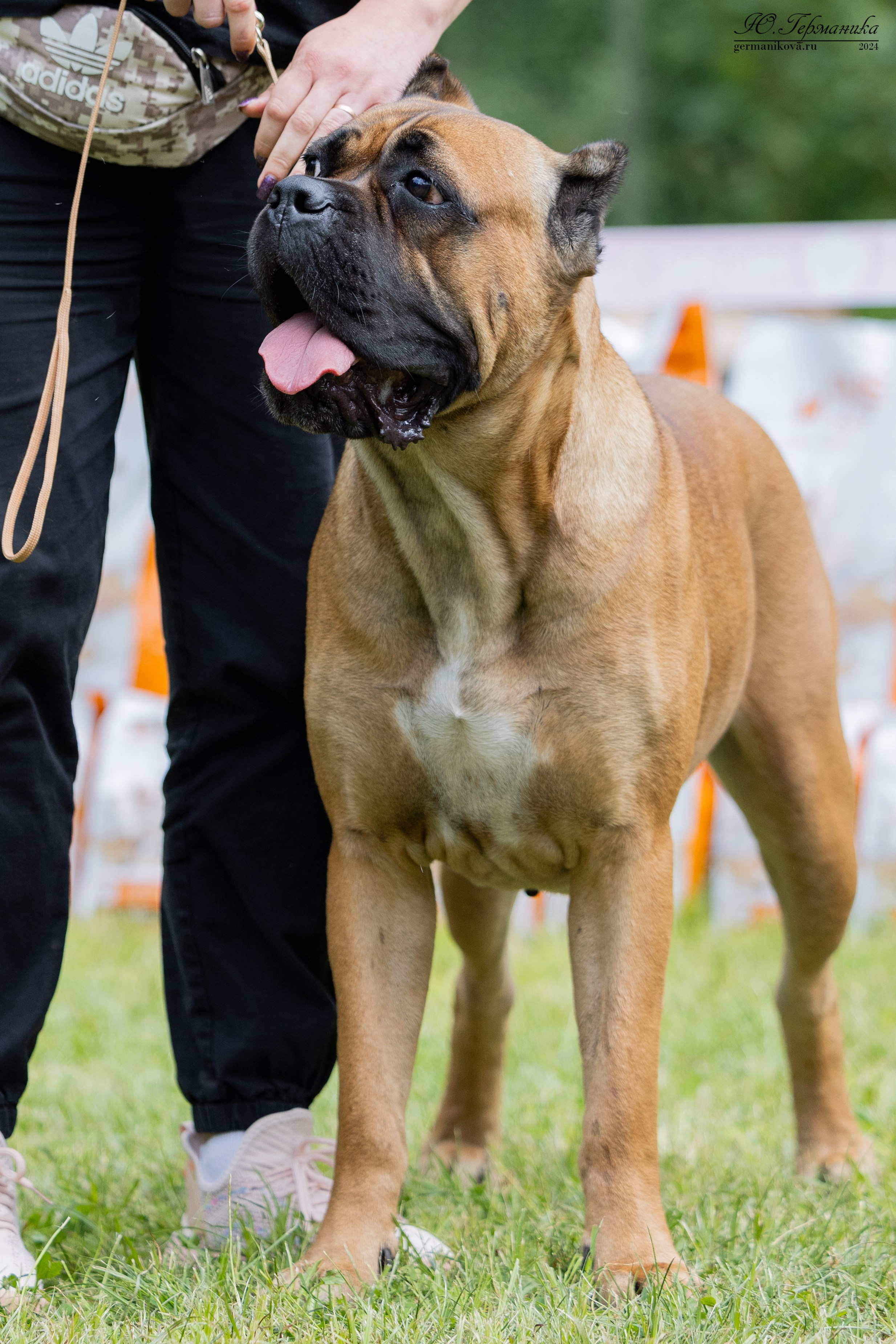 Ярославль 21.07.24 и Балашиха 13.07.24. Фотограф-анималист Юлия Германика