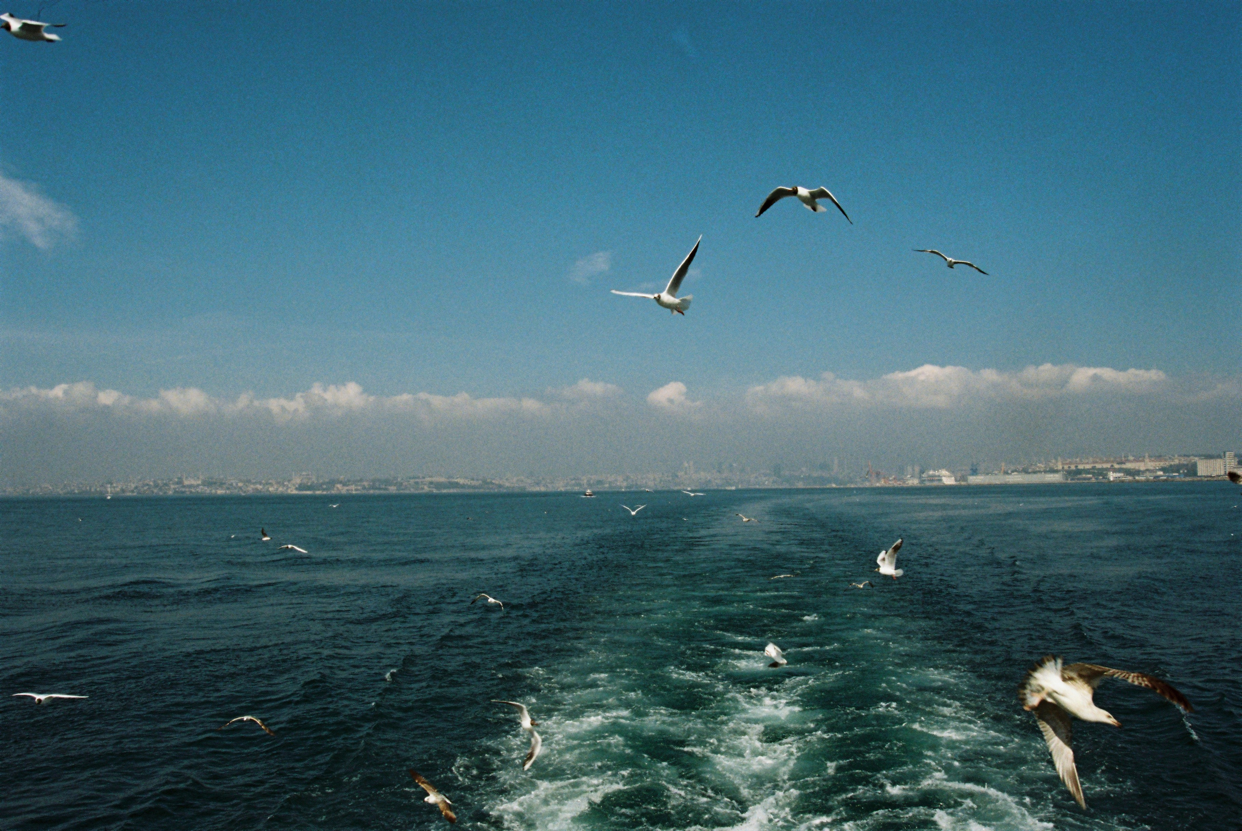 Film chronicle. Kosky ilya