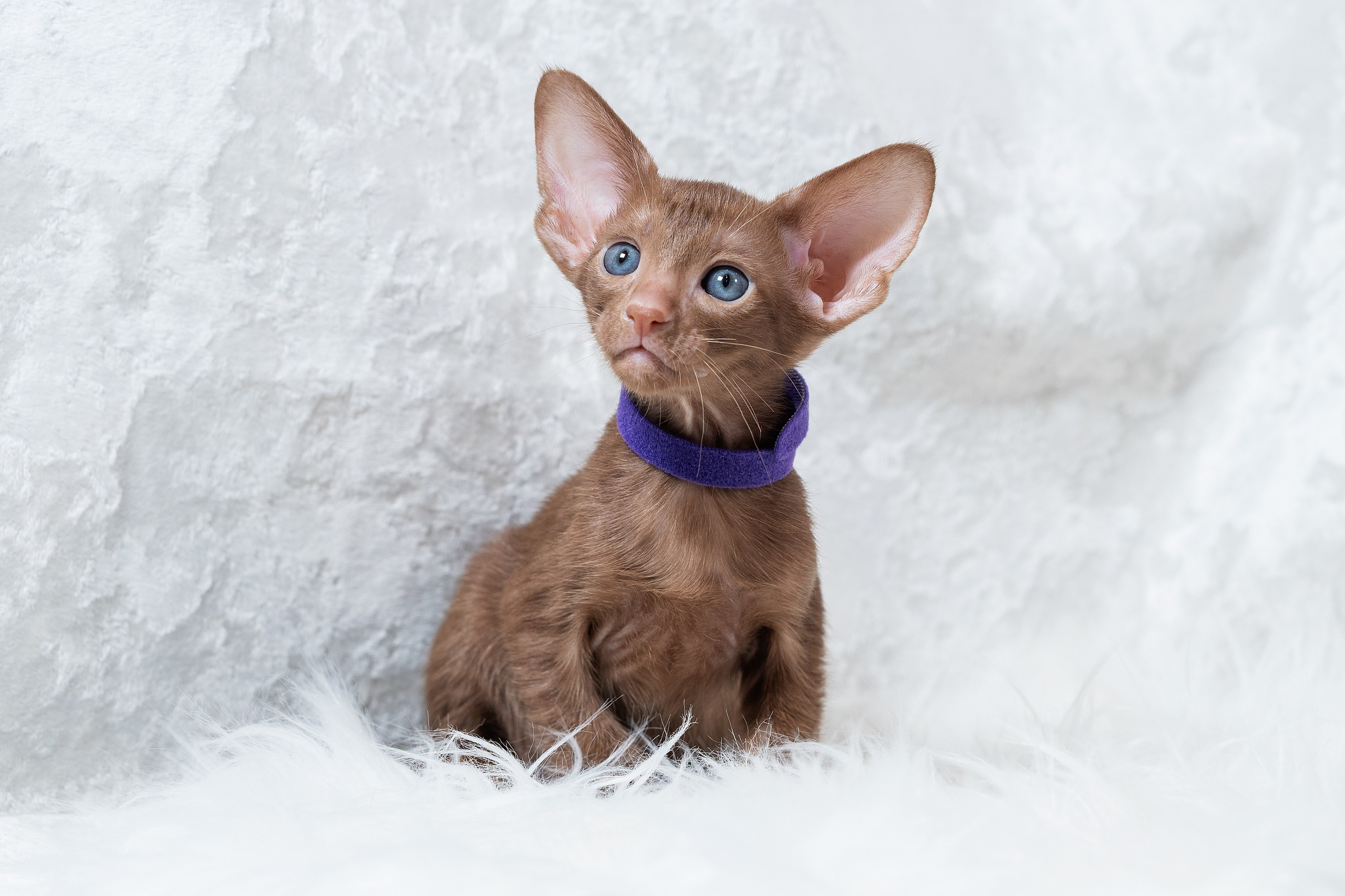 Заводчик Юлия Панова. Творческий фотограф Вологда