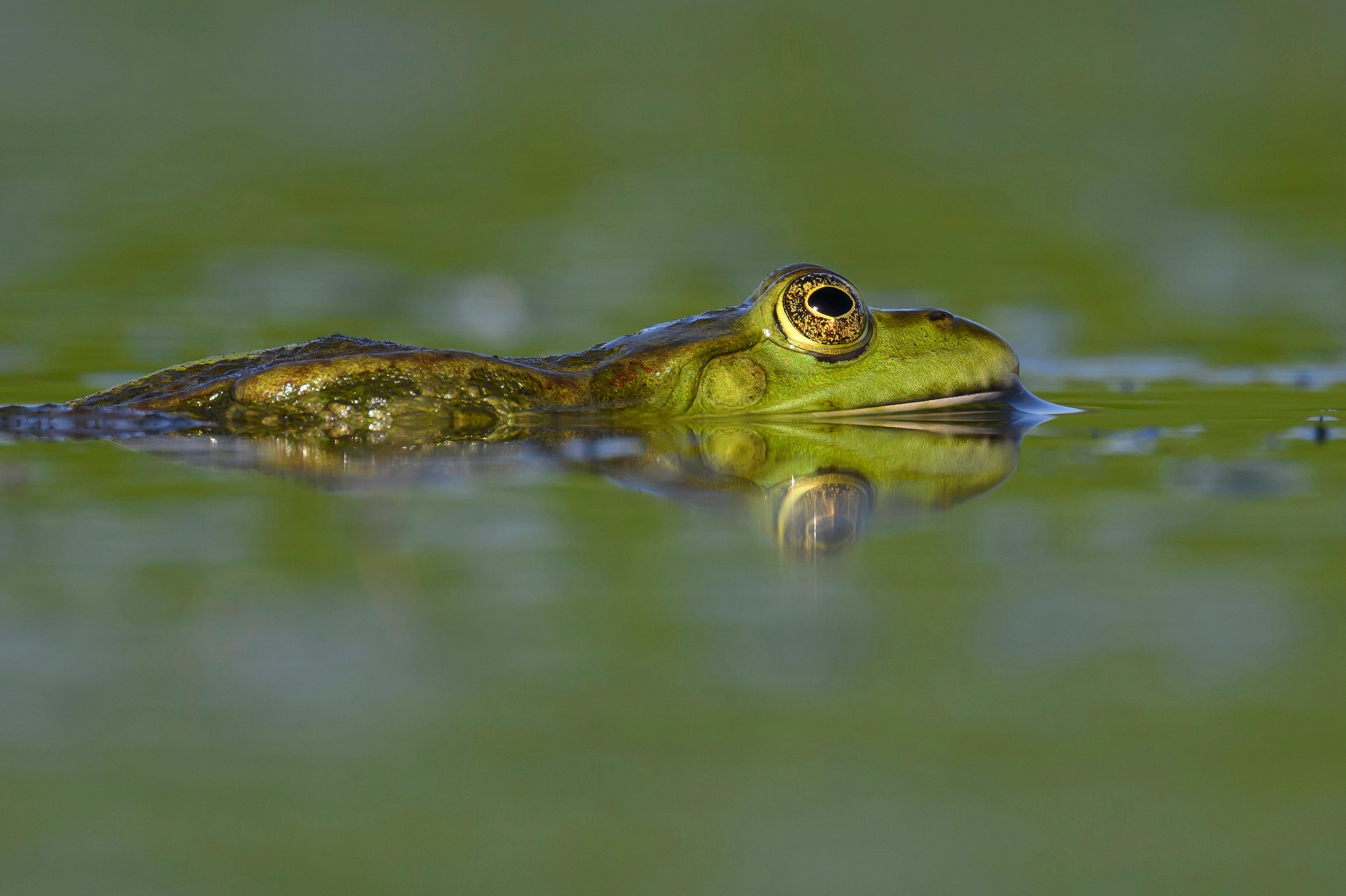 Жабы!. Wildlife photography by Sergey Puponin