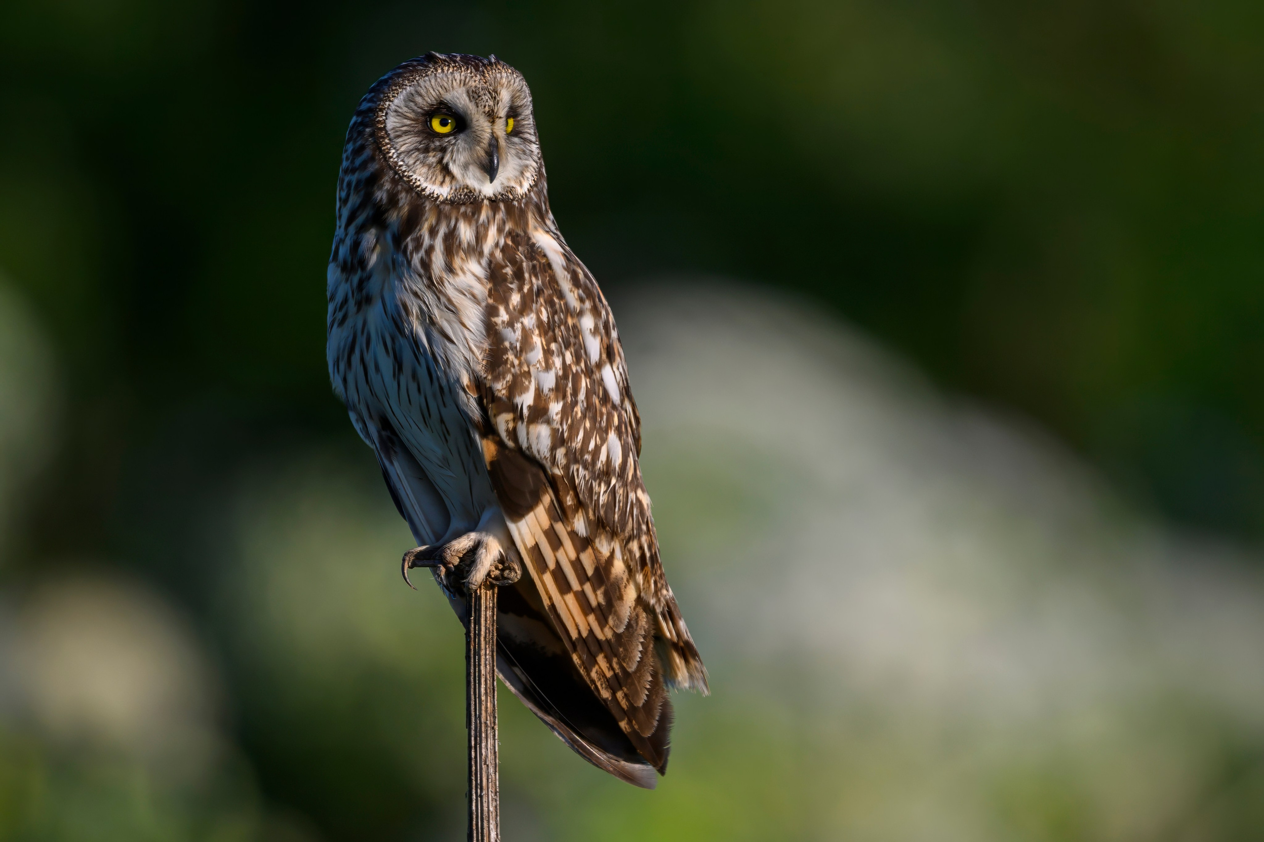 Short eared owl. Wildlife photography by Sergey Puponin