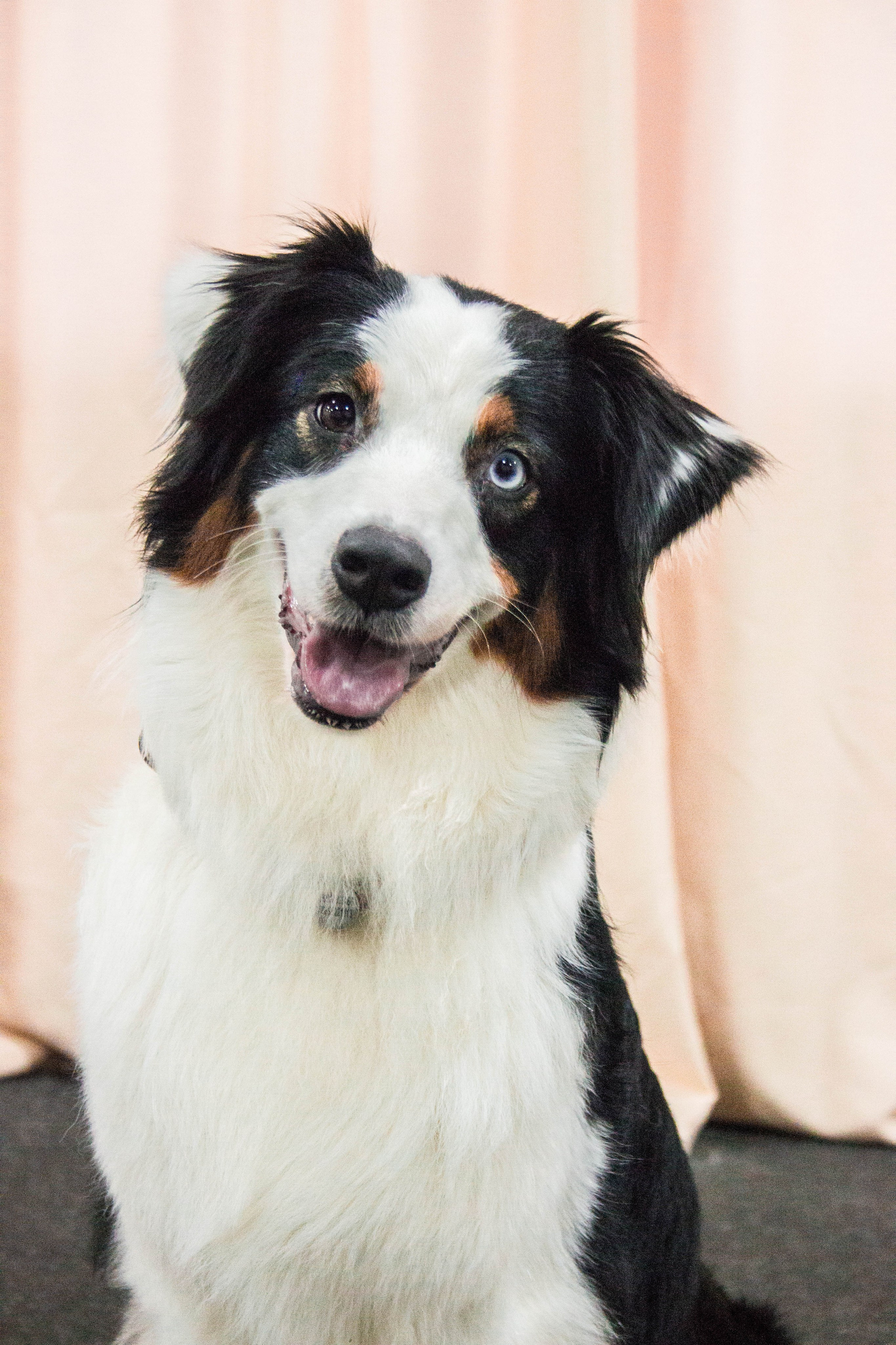 Синдра. BLGKV питомник собак