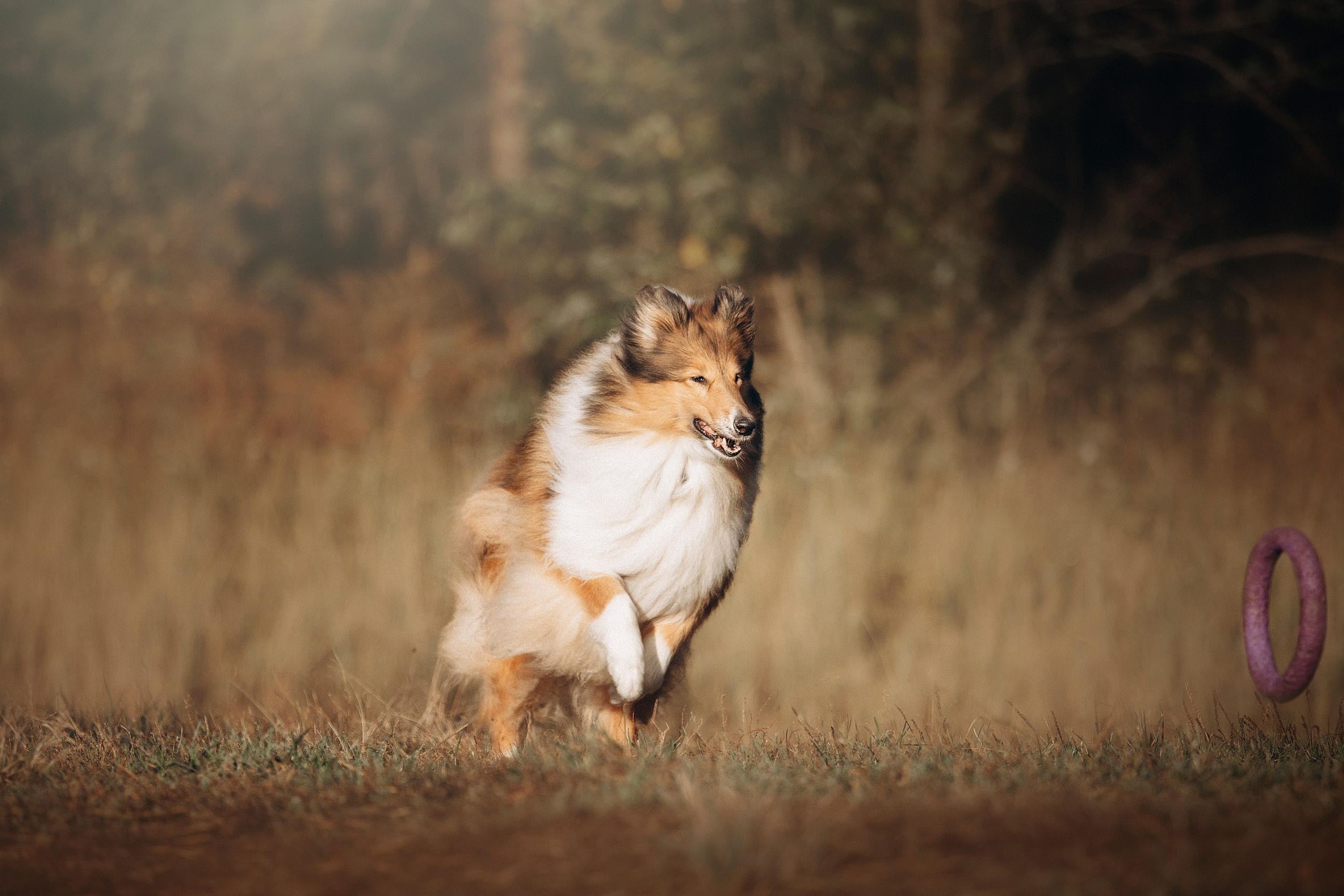 Трисс, Эста, Яся и их семья. Фотограф — Анималист | Санкт-Петербург