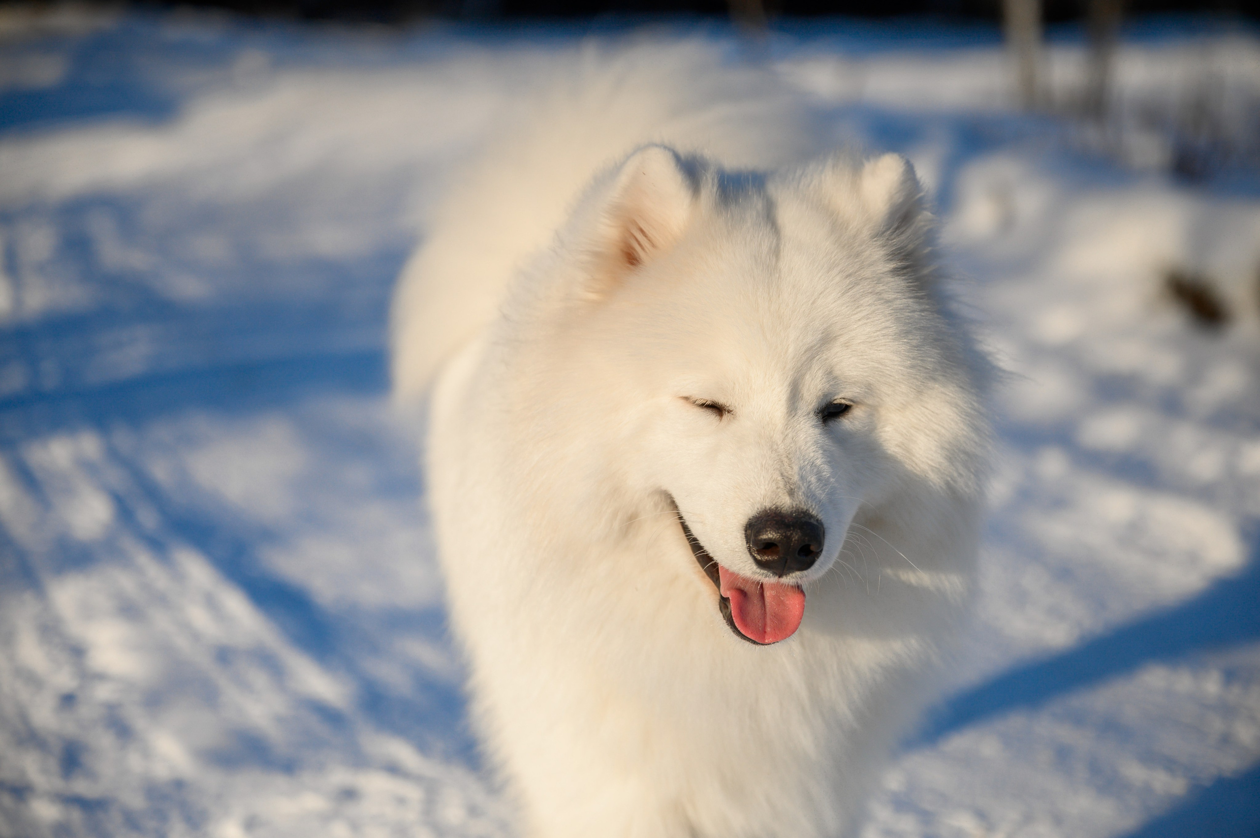 Самоед Тайфун. Bazarkom-photo.ru Фотограф Виктор Оськин в Старом Осколе
