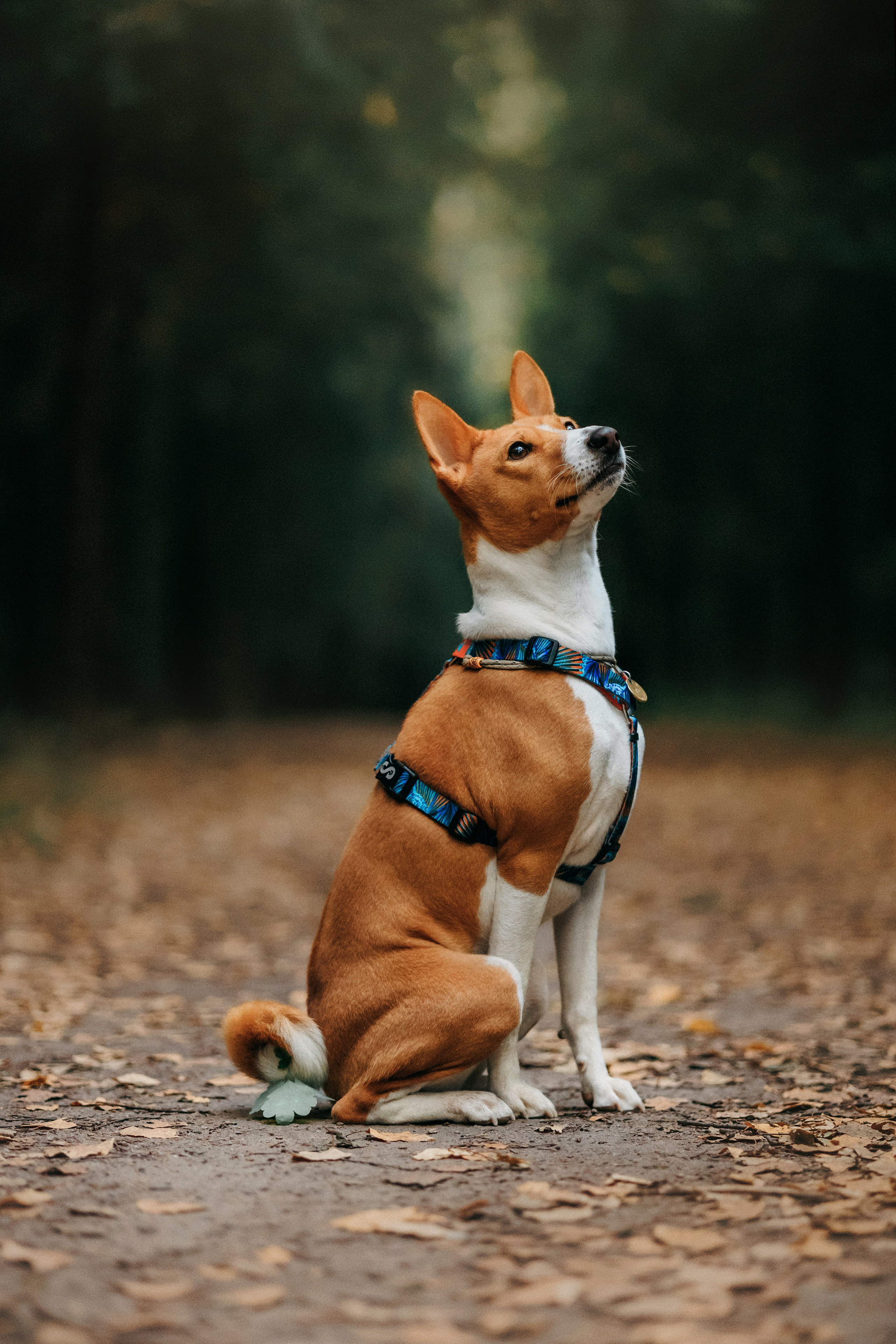 Лена и Джин. Фотограф-анималист Елена Радченко, Москва