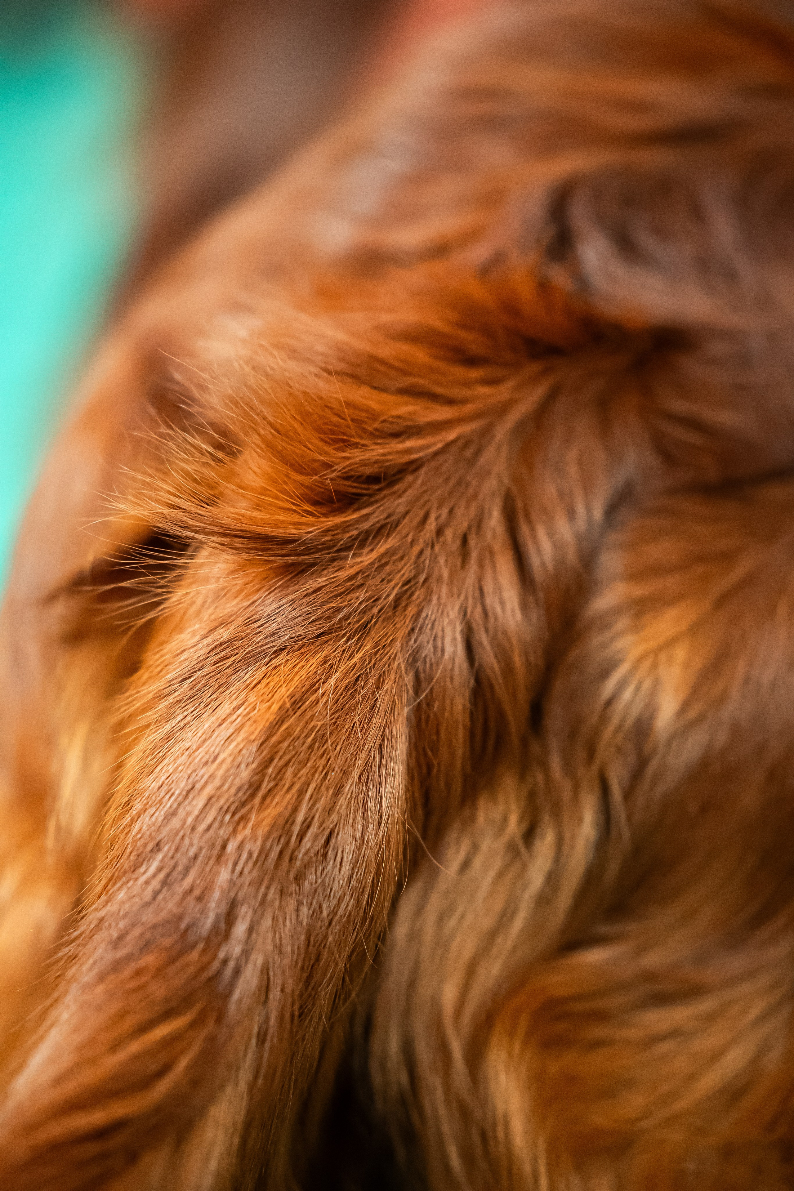 Выставка сеттеров 19.05.24