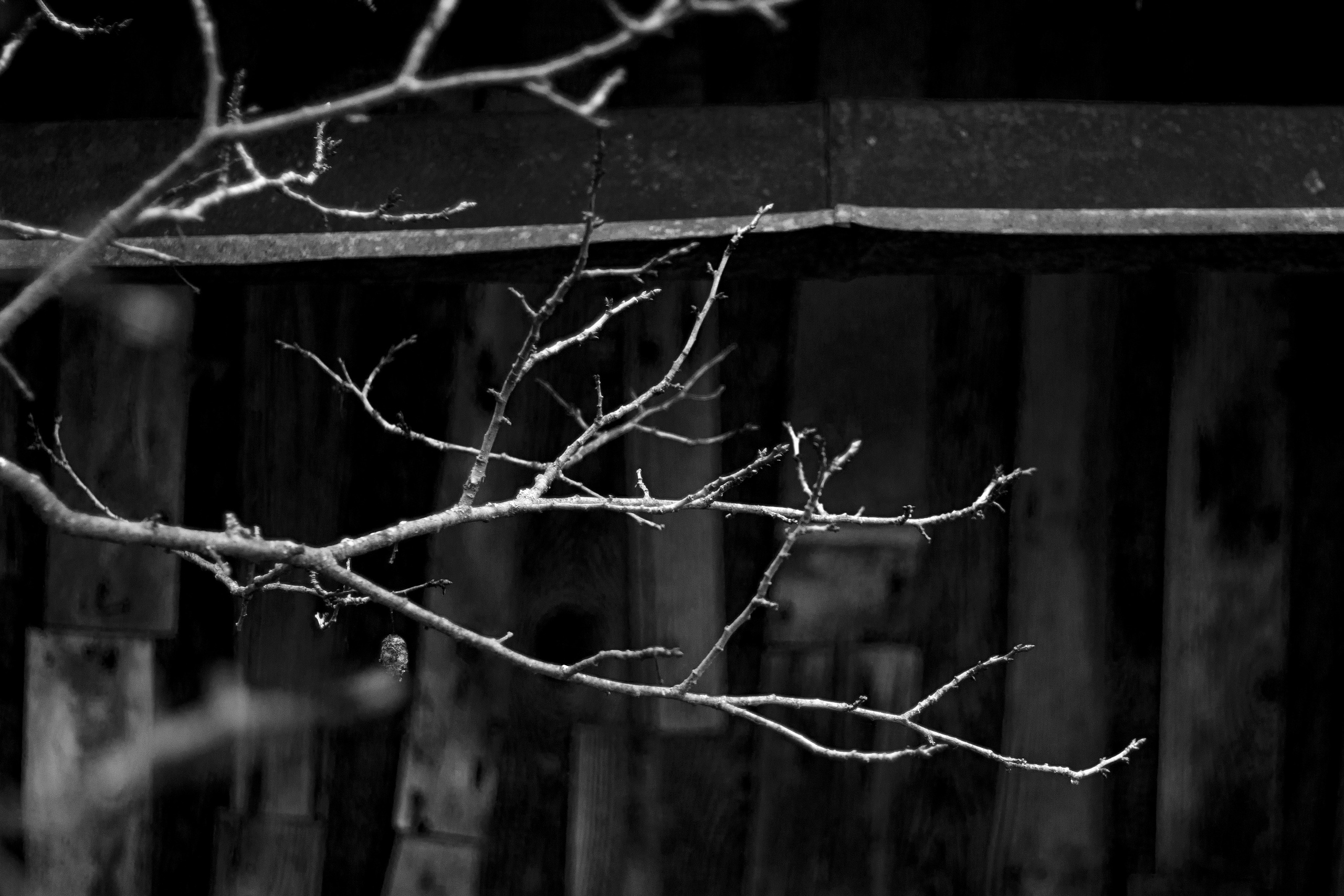 十一月的花园 – 秋日氛围与金色光影摄影