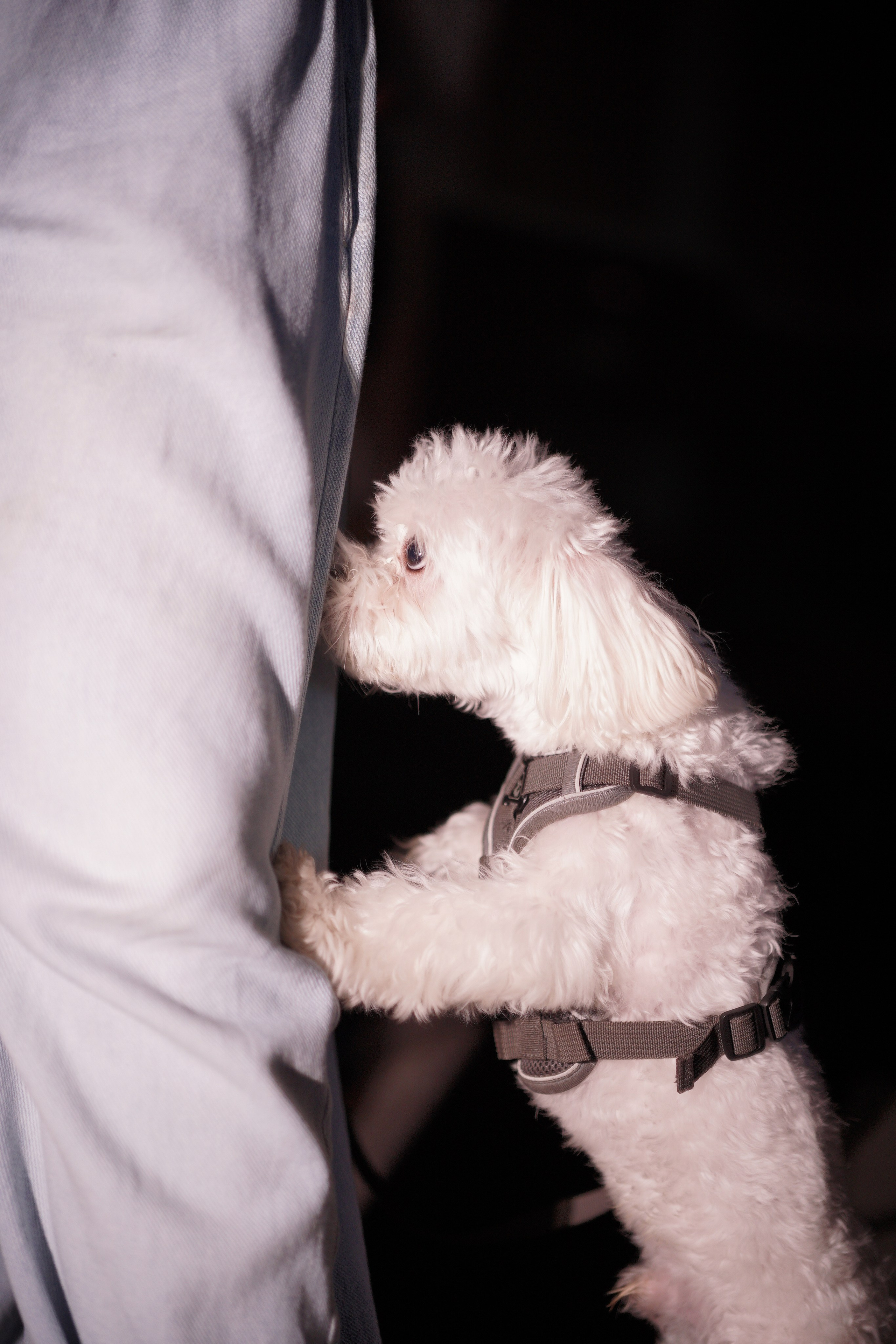 KAVA концерт. EVG PROHOROV