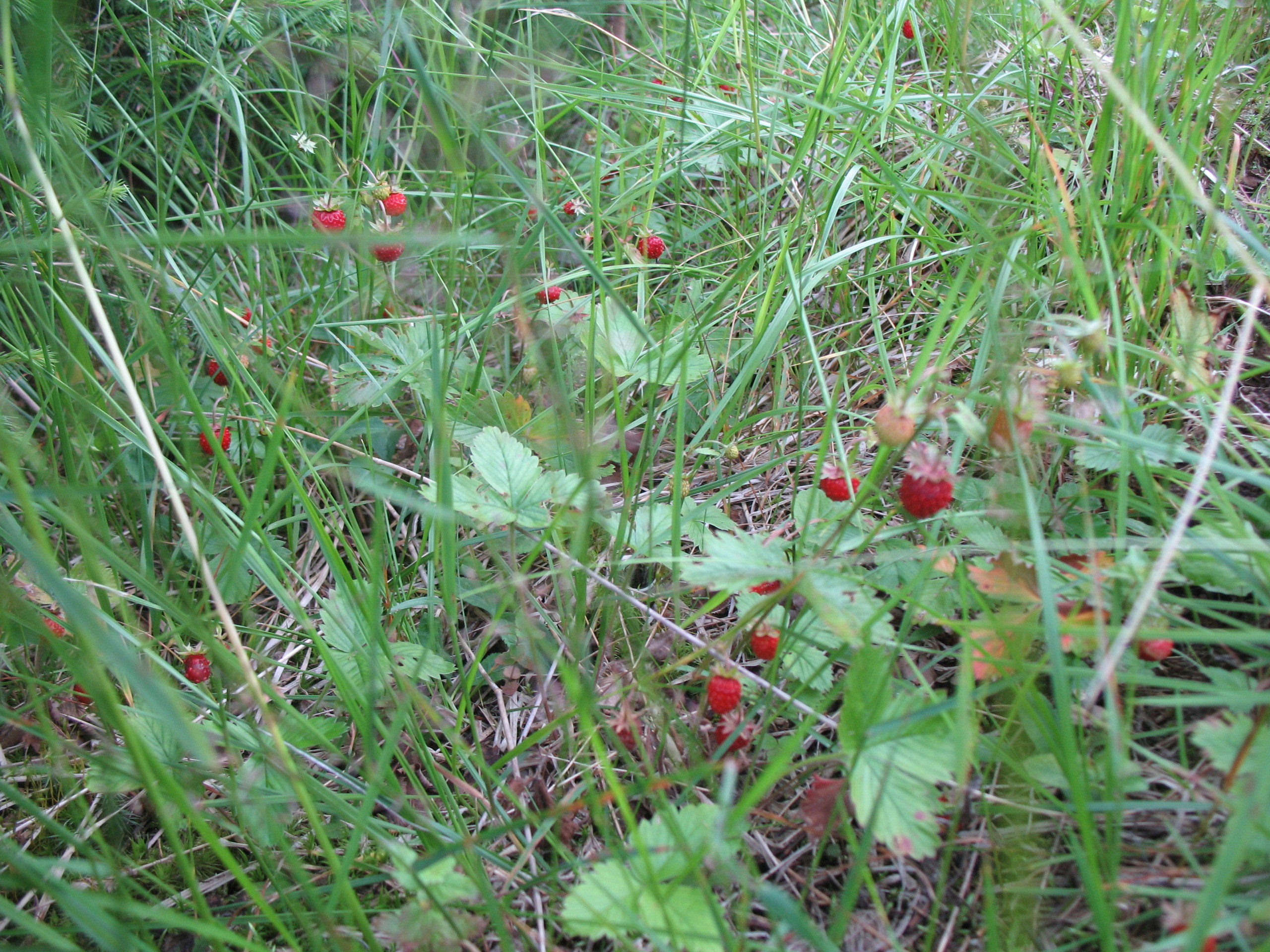 В заповедном лесу настоящее изобилие диких ягод.