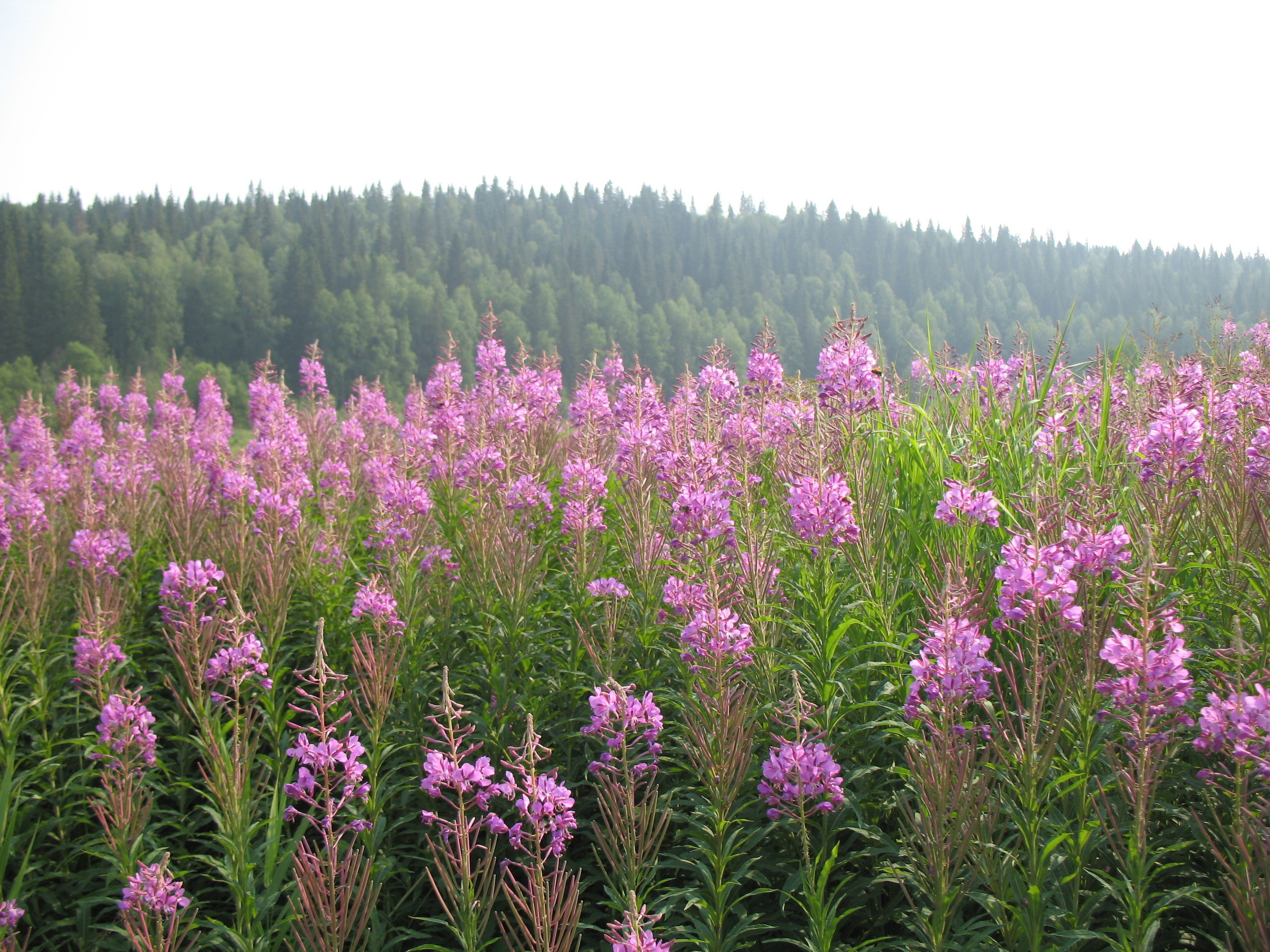 Нетронутые поля цветущего иван-чая.