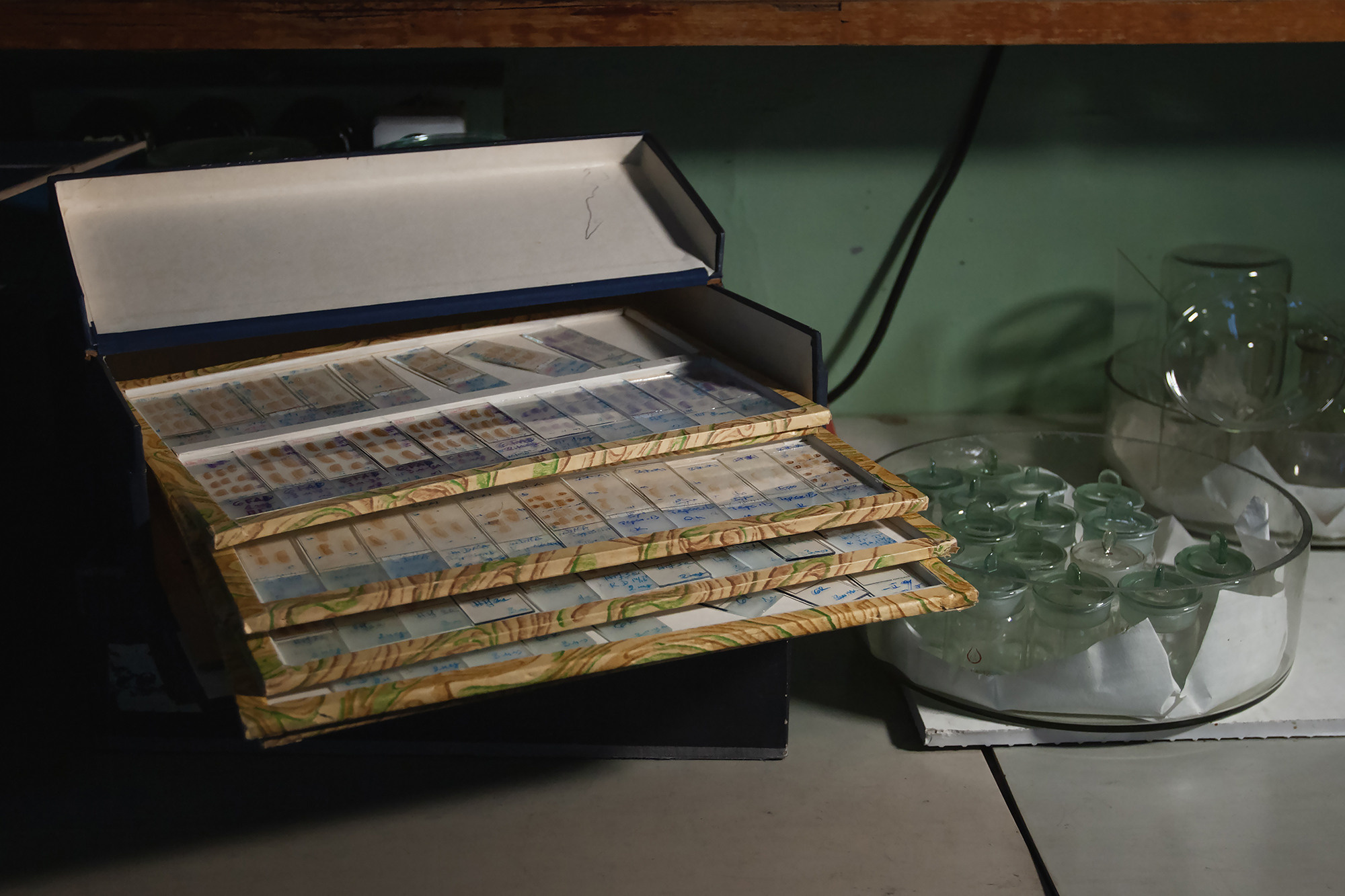 гистология 