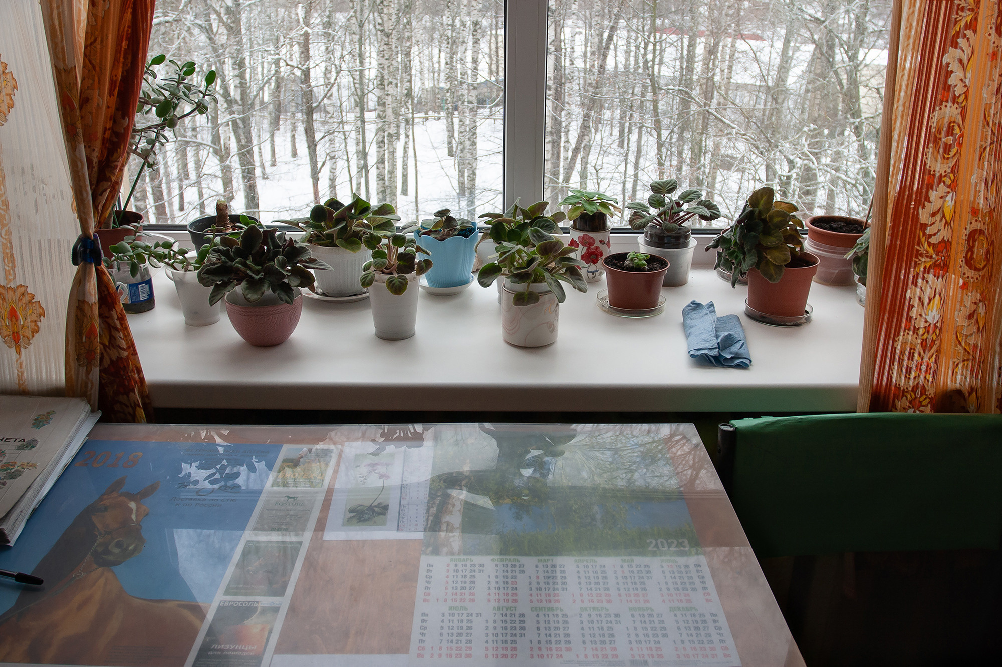 фиалки на окне