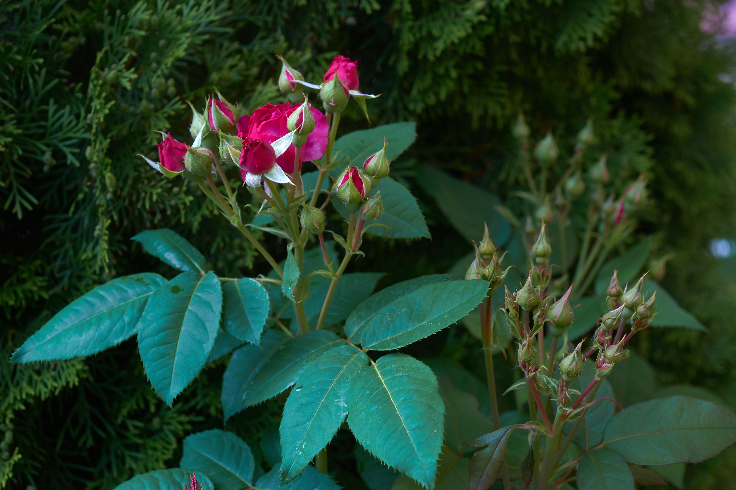 Наша мать — природа. Фотограф Владимир Артамонов