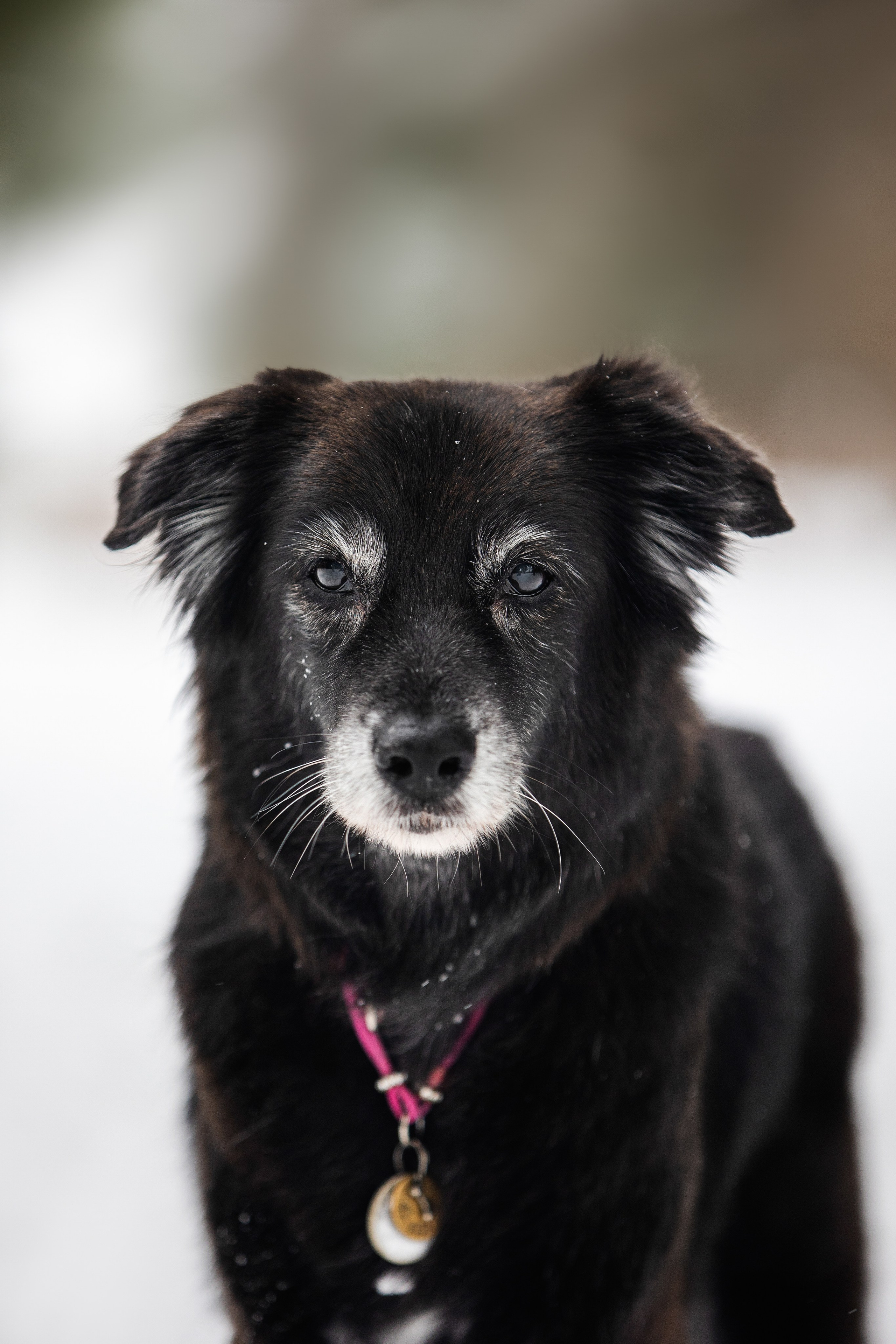 Валя, Варя и Лада. Фотограф анималист в Москве Майорова Евгения