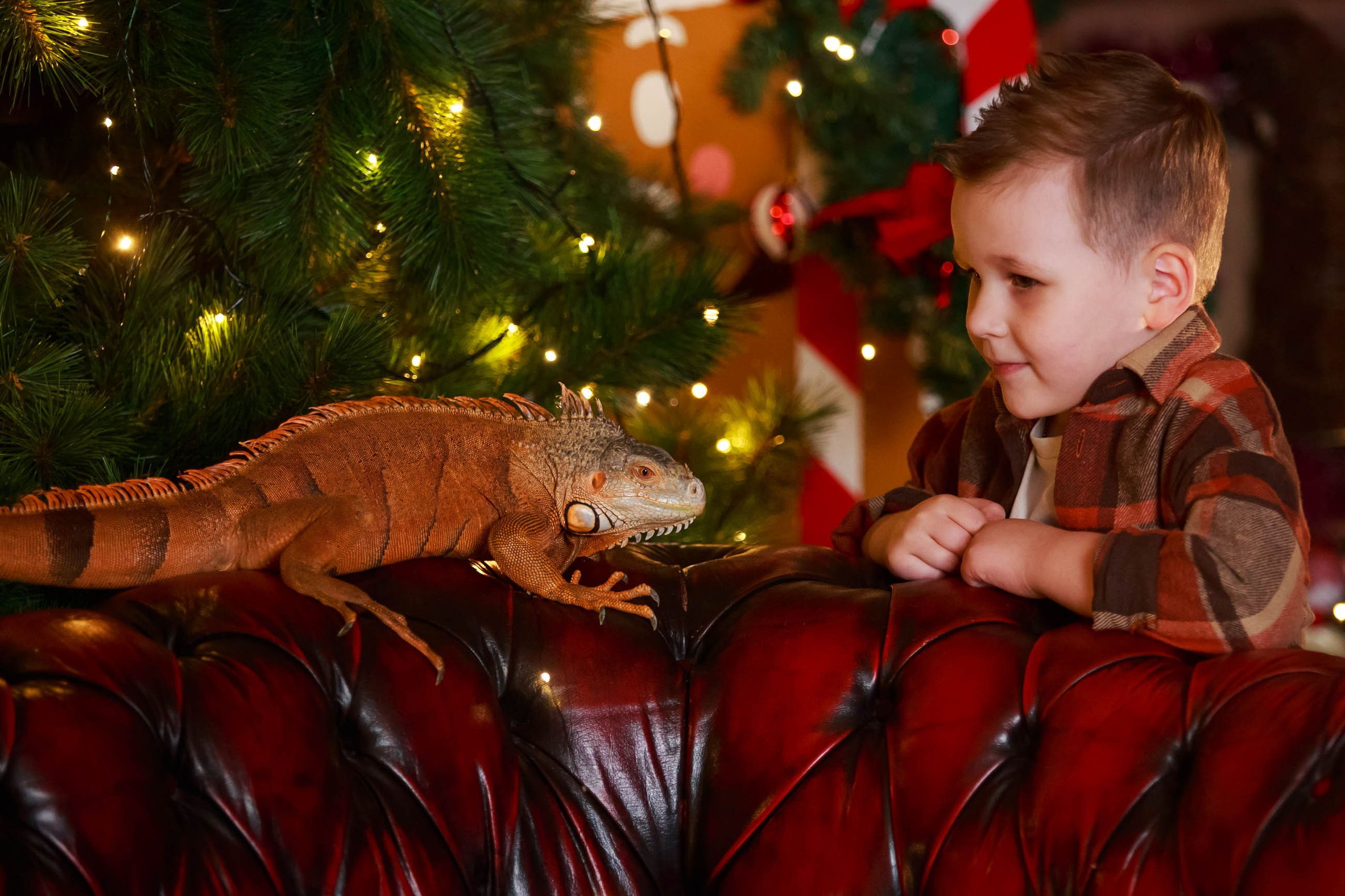 Фотосессия с игуаной символ года Дракона. Семейный и детский фотограф в Москве Мария Быкова