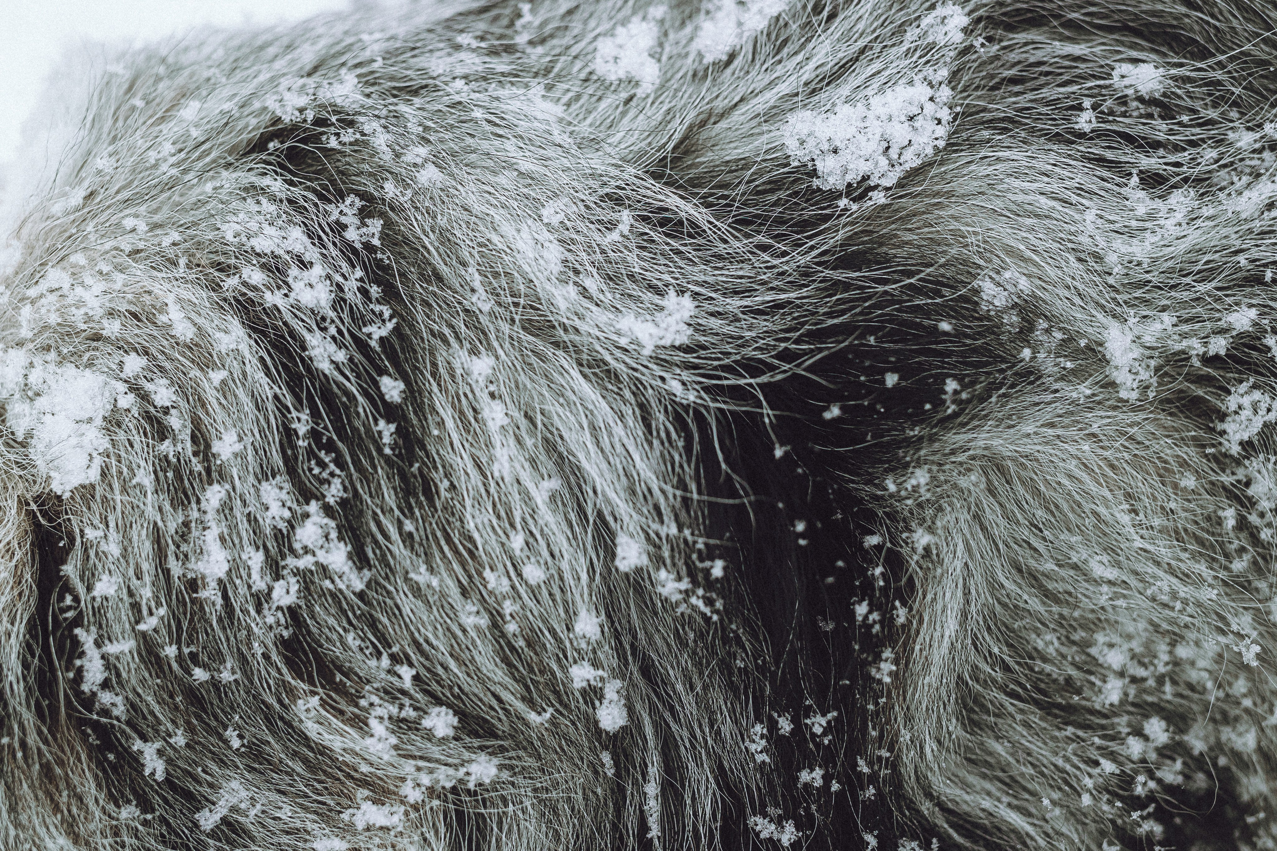 Фаня и ее семья