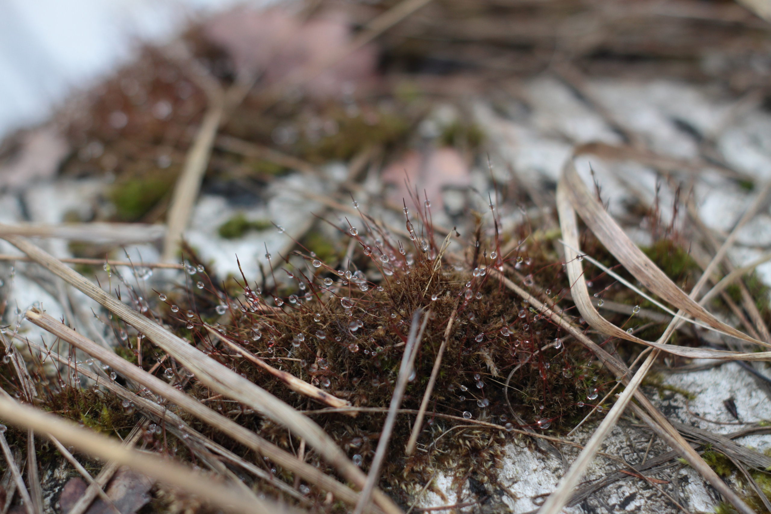 Старое природное, отбирала Katamount (Катерина Горохова). Главная