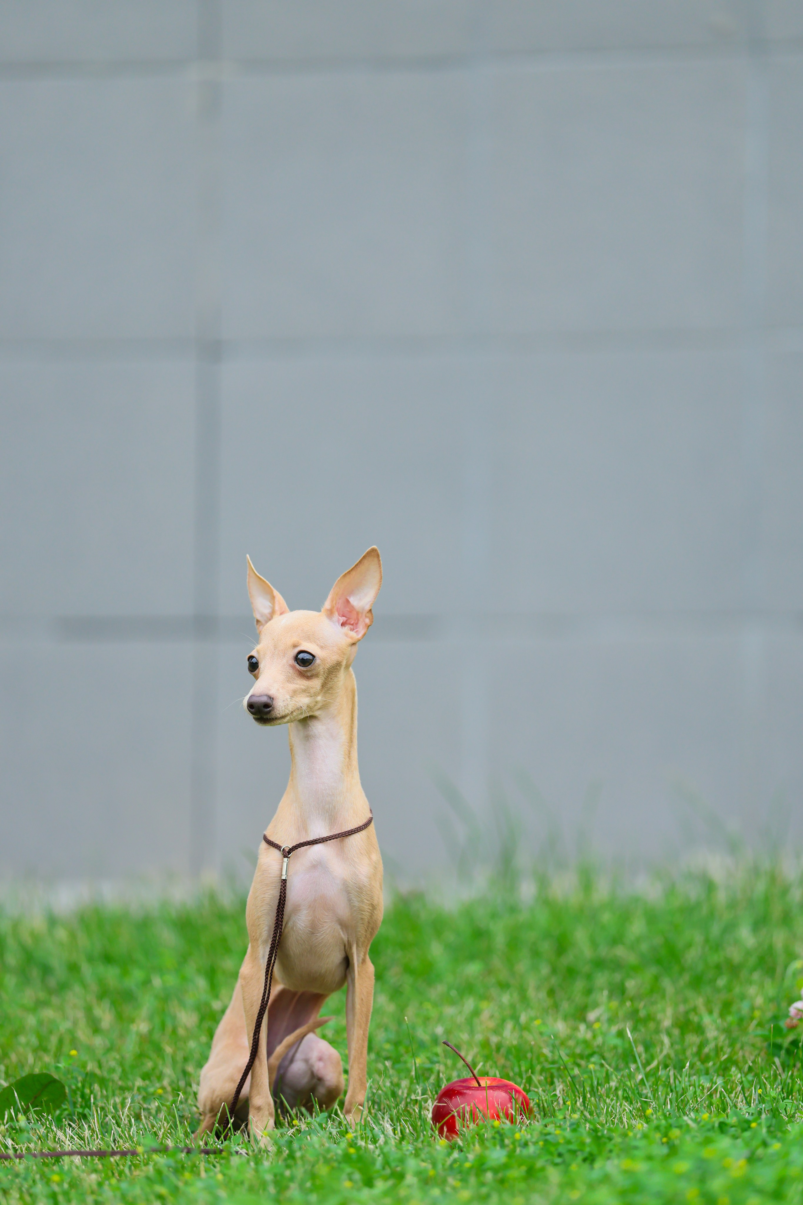 Кремовая Лекси. Professional Italian Greyhound Kennel RKF/FCI ASTI SAPPHIRE 💎 Sochi|St. Petersburg