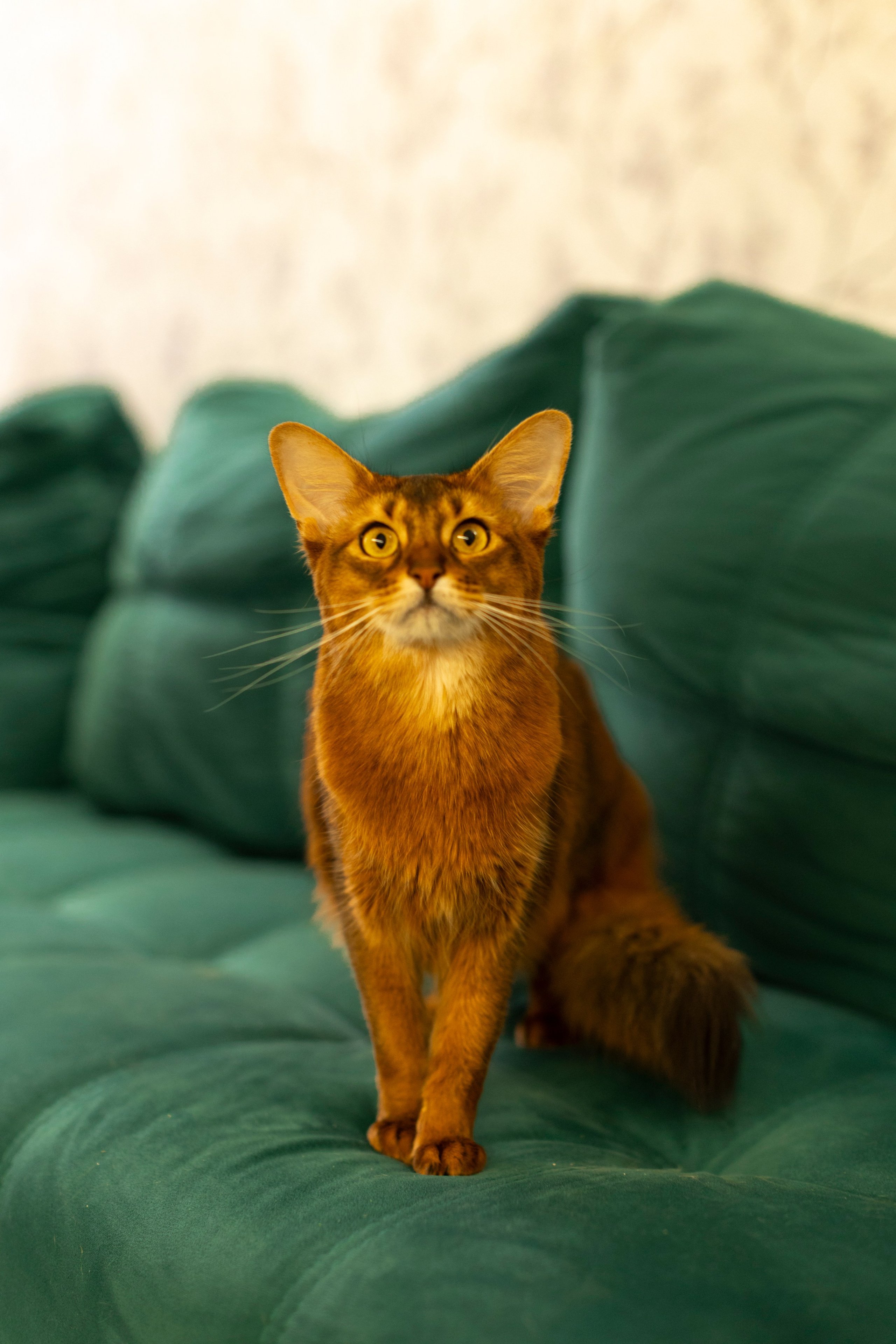 Сомали. Art my Pho