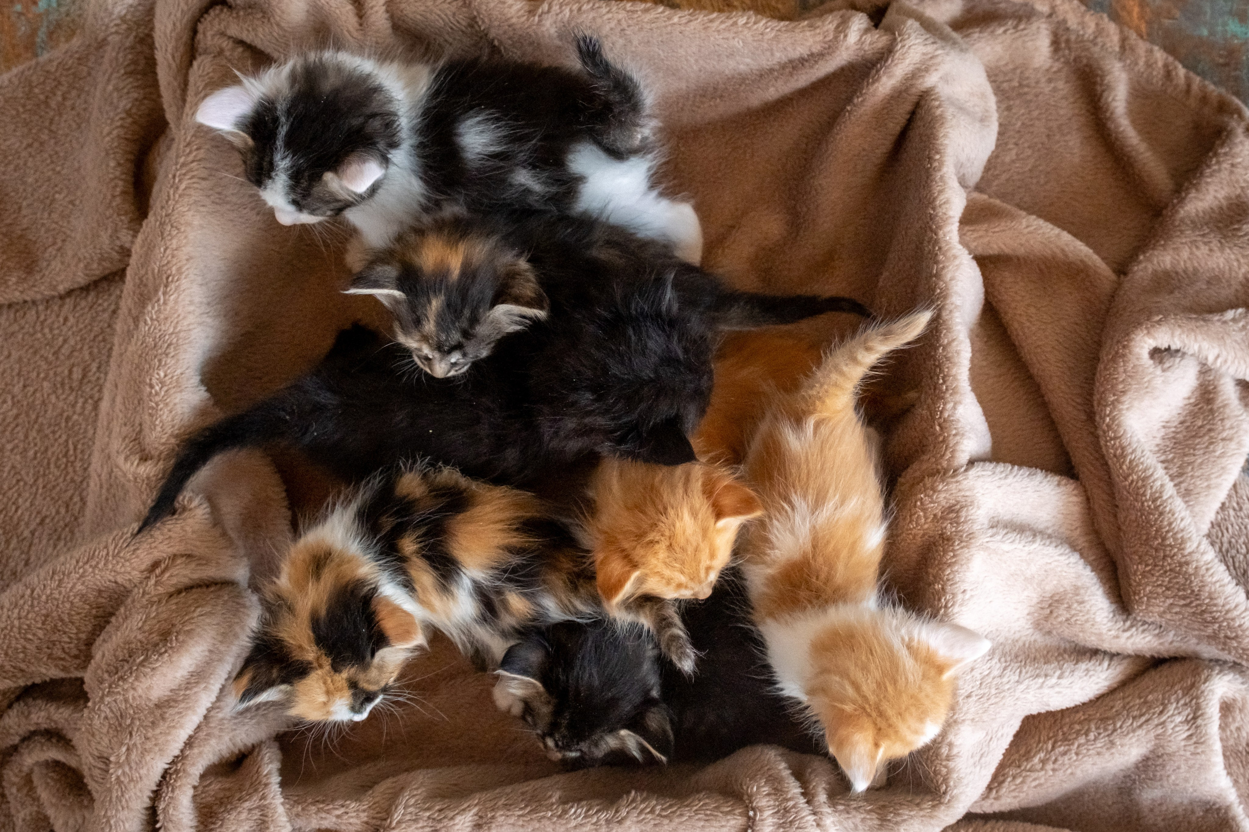 Котята для Дианы. Зоофотограф, фотограф животных в Москве и области Дина Дамоцева