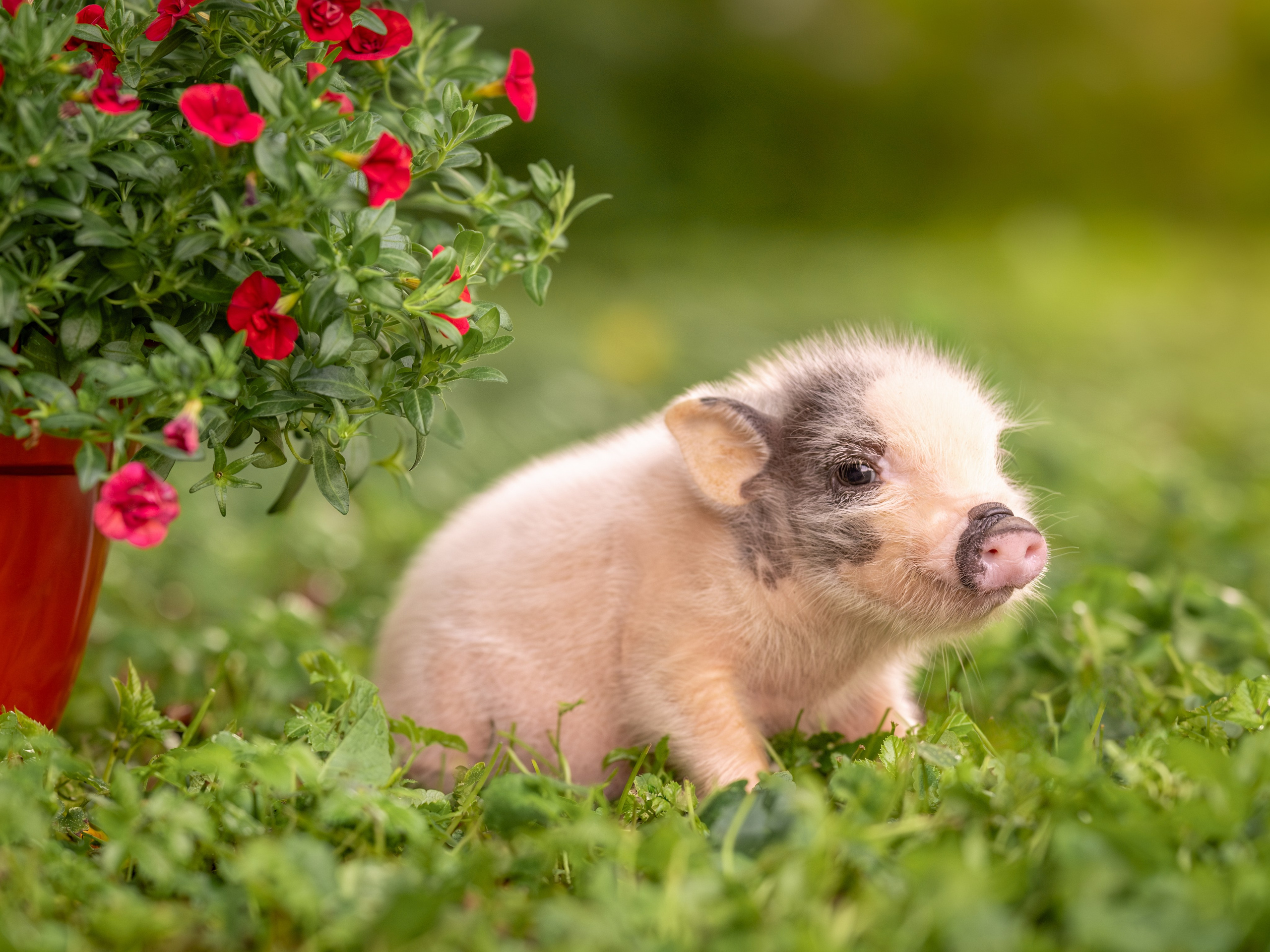 Минипиги для Марины. Зоофотограф, фотограф животных в Москве и области Дина Дамоцева
