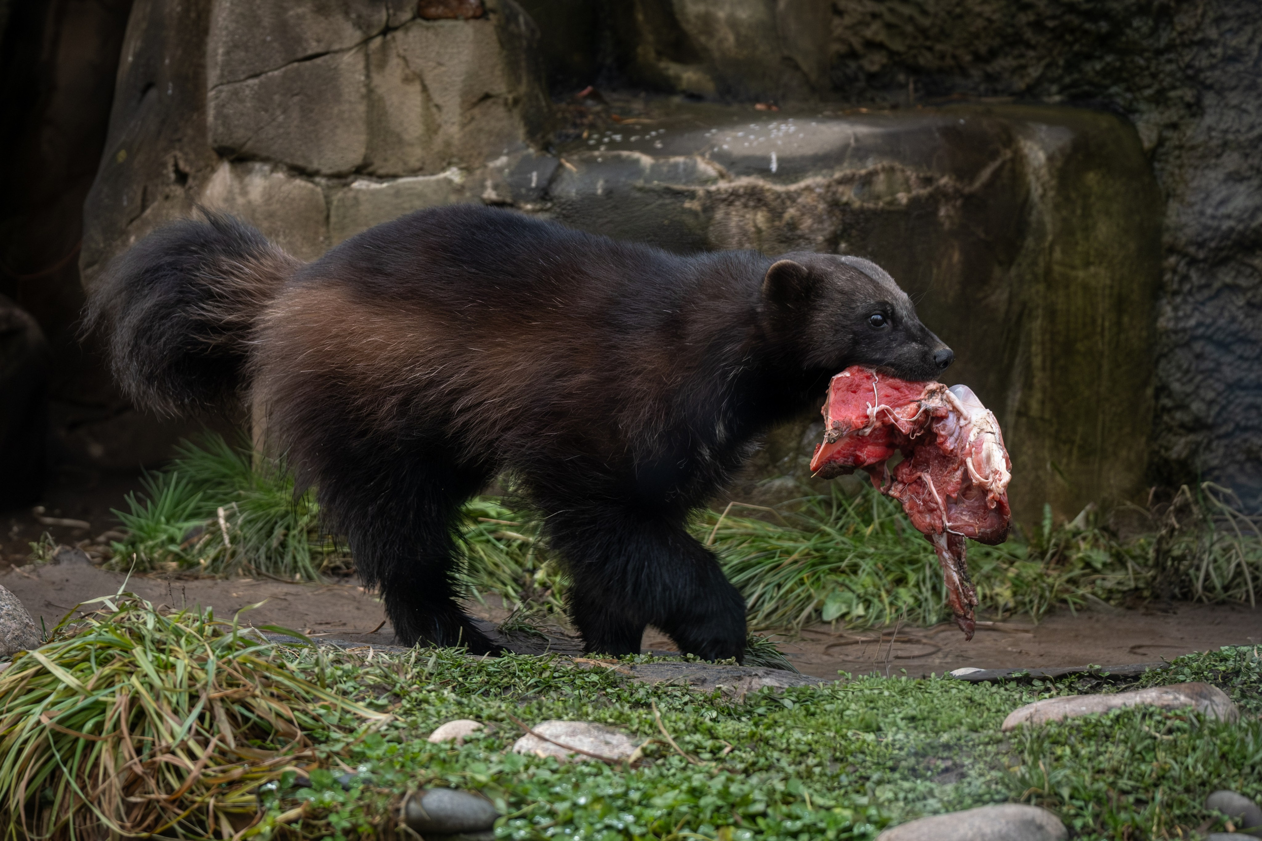 Росомаха Крендель и белый медведь. Зоофотограф, фотограф животных в Москве и области Дина Дамоцева