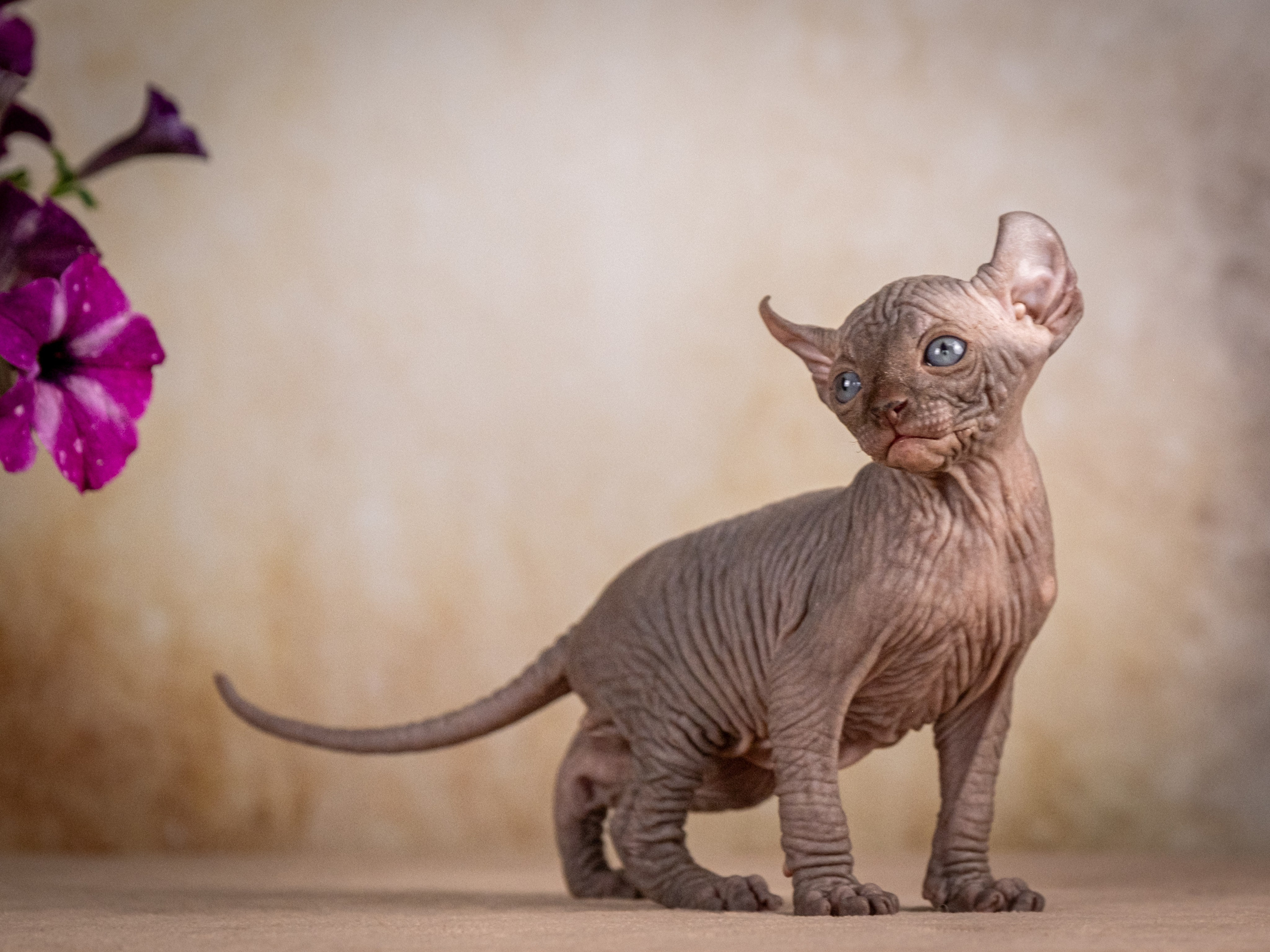 Сфинксы и эльфы для Никиты!. Зоофотограф, фотограф животных в Москве и области Дина Дамоцева