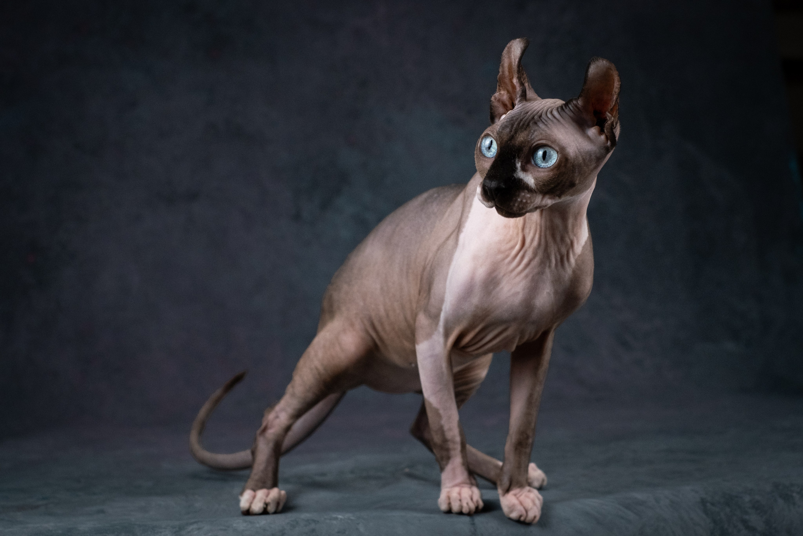 Нюша для Светланы!. Зоофотограф, фотограф животных в Москве и области Дина Дамоцева