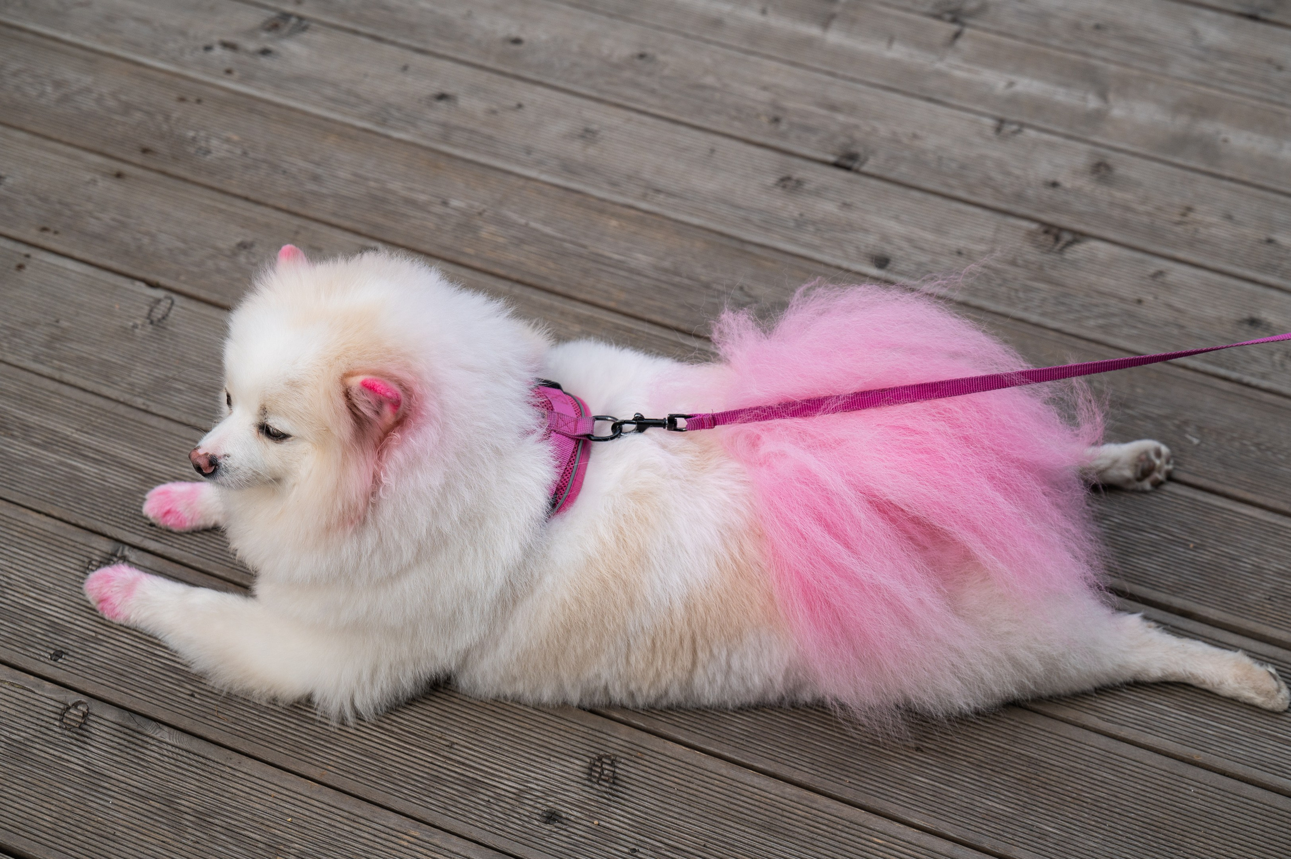 4lapy fest 2025. Photographer in Moscow Anna Chistiakova