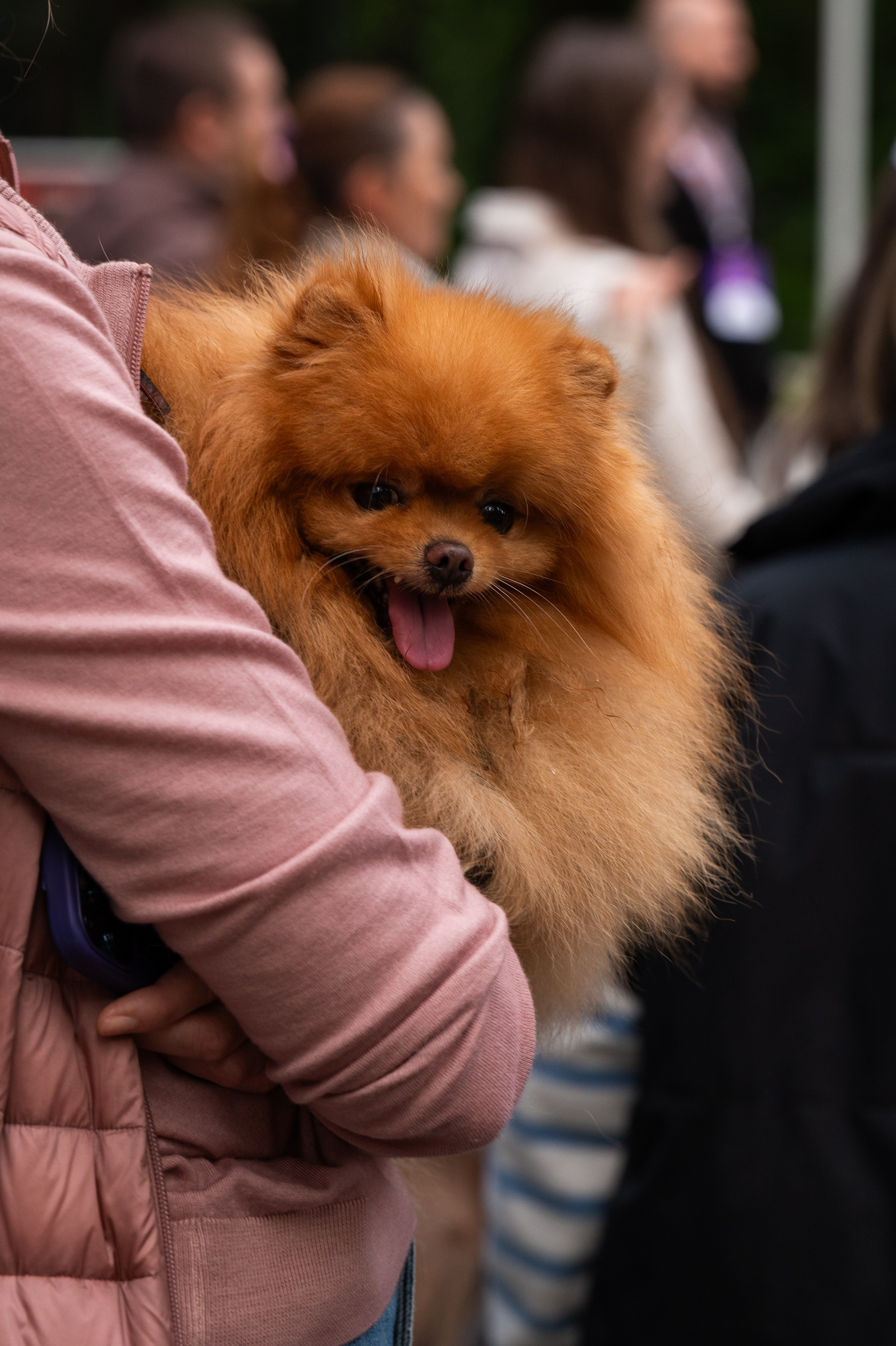 4lapy fest 2025. Photographer in Moscow Anna Chistiakova