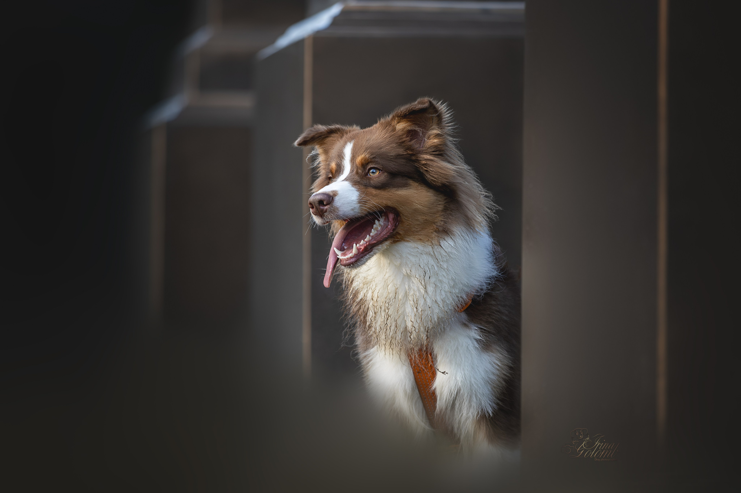 Бадди, Австралийская Овчарка. Ирина Голомб|Фотограф-анималист в  Сочи и Калининграде