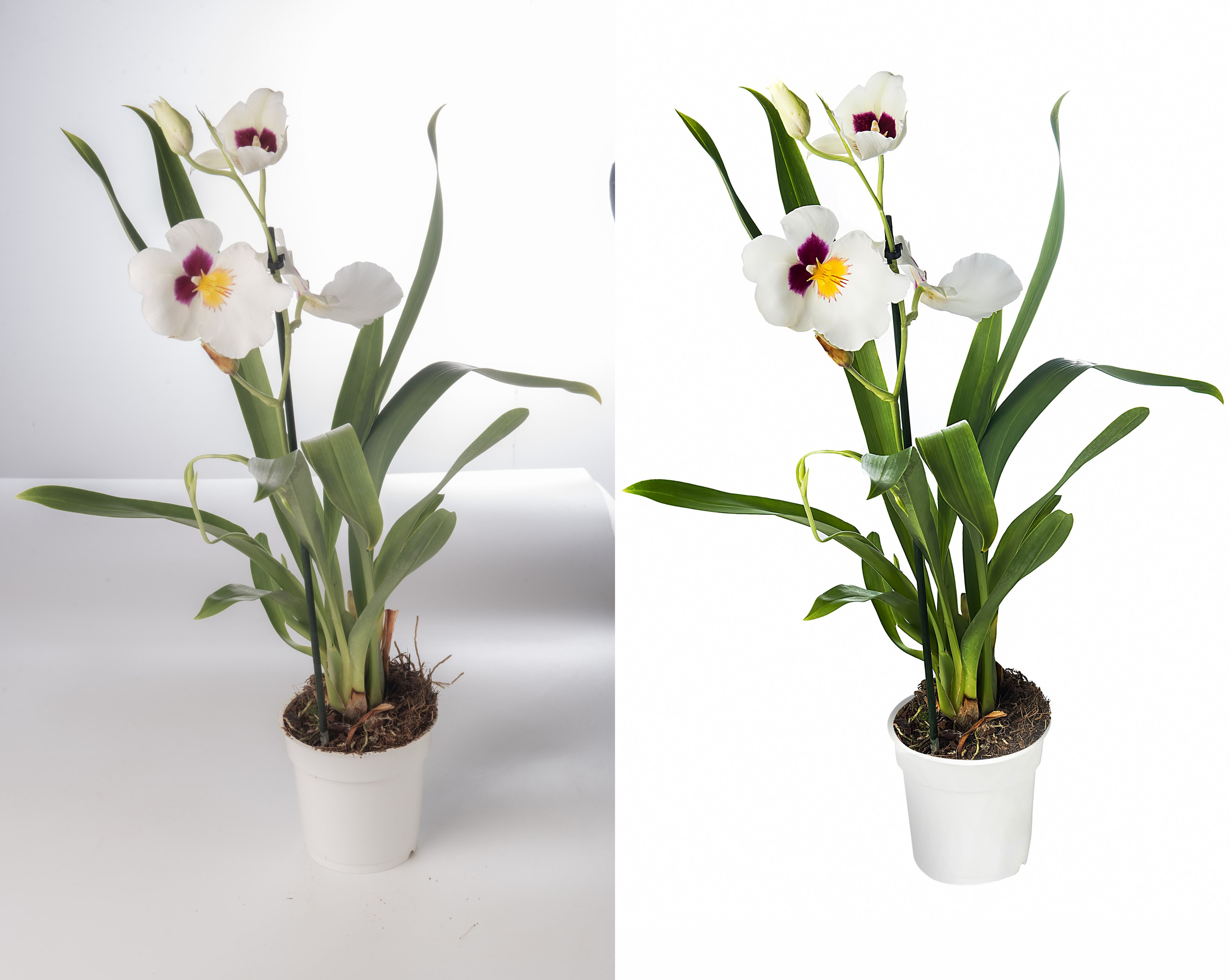 Ретушь растений и овощей | Студия SVITHART