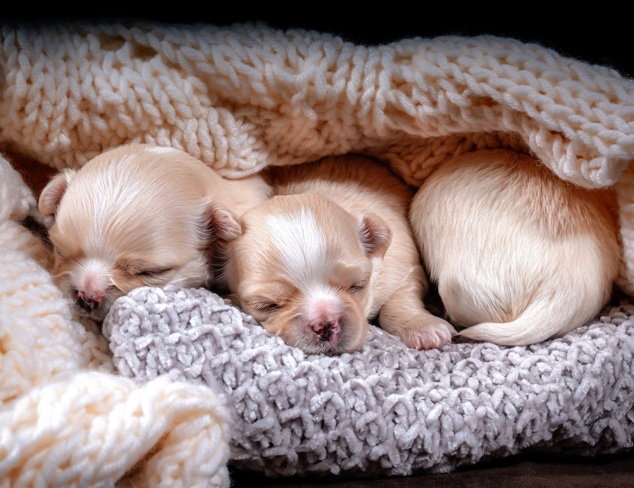 ФОТОПАМЯТЬ ВАШИХ ЭМОЦИЙ. Фотограф-анималист, семейный фотограф в Москве и Подмосковье. Фотосъёмка кинологических дисциплин