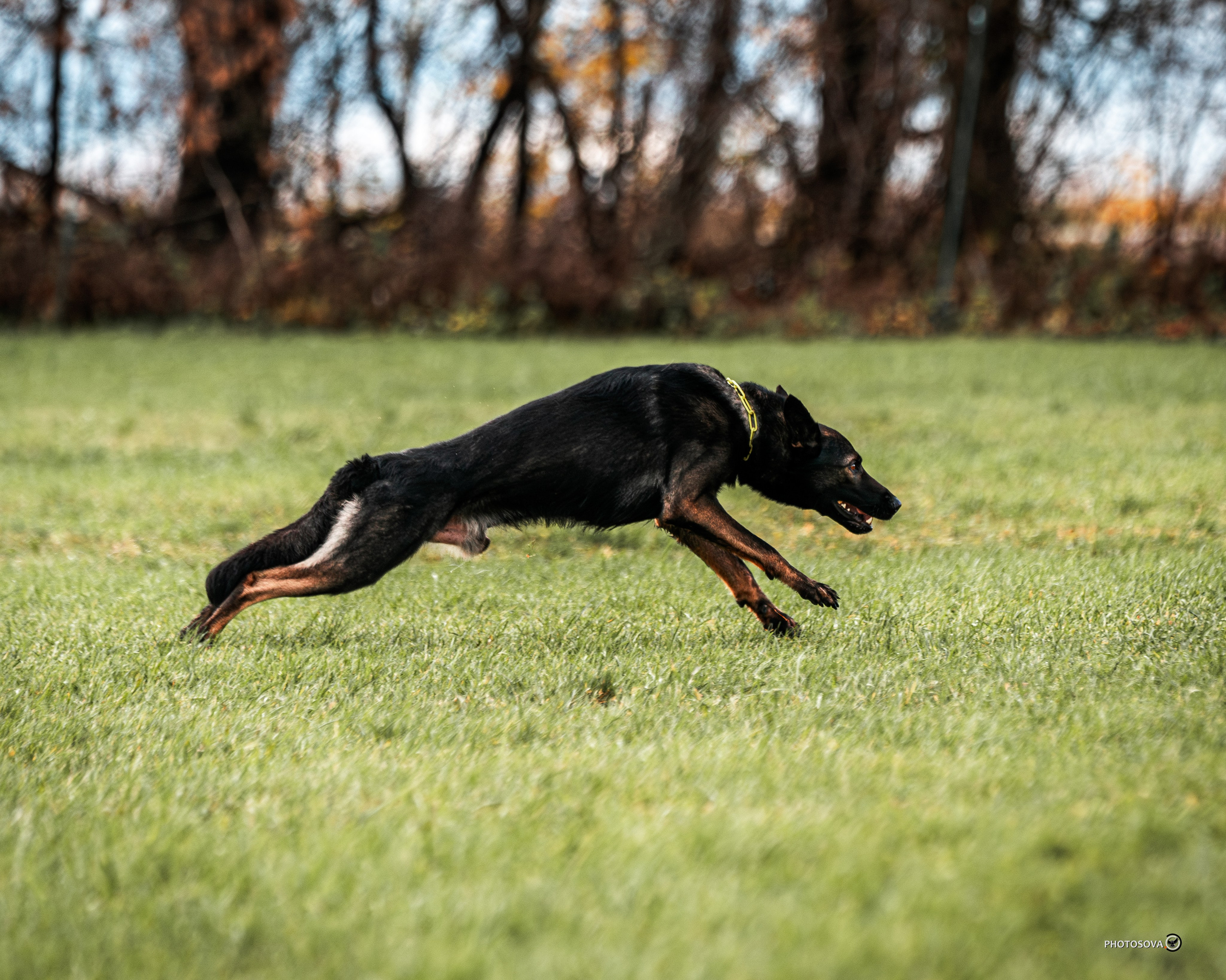 МЫ — КОМАНДА (соревнования) OKD, BH, IBGH, IGP. Фотограф-анималист, семейный фотограф в Москве и Подмосковье. Фотосъёмка кинологических дисциплин