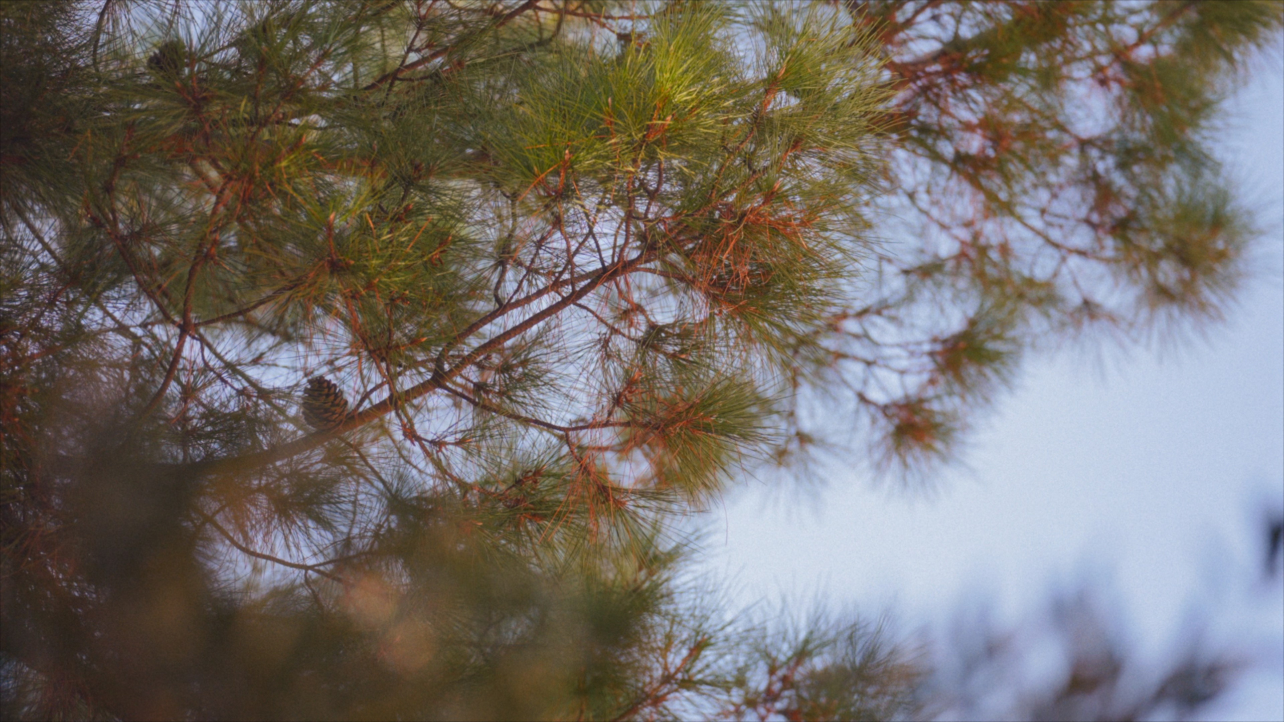 Илья и Александра. Агата Акварель видеограф Сочи Краснодар