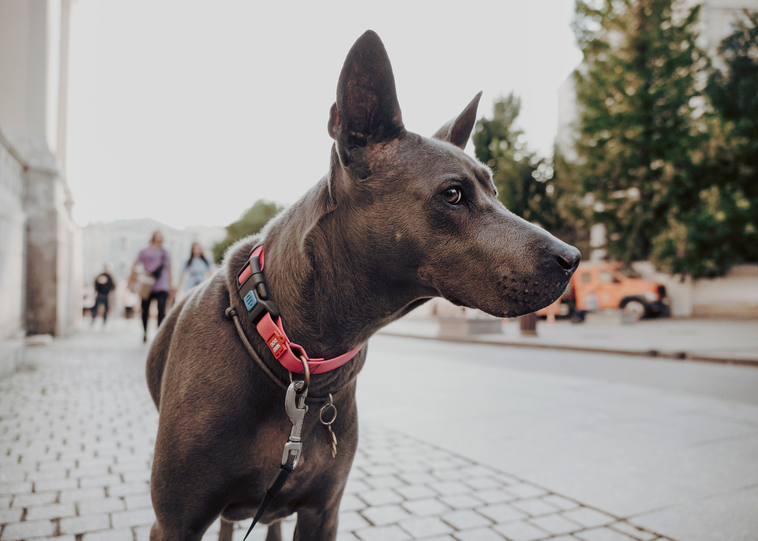 Шарма. Фотограф- анималист Александра Матвеева