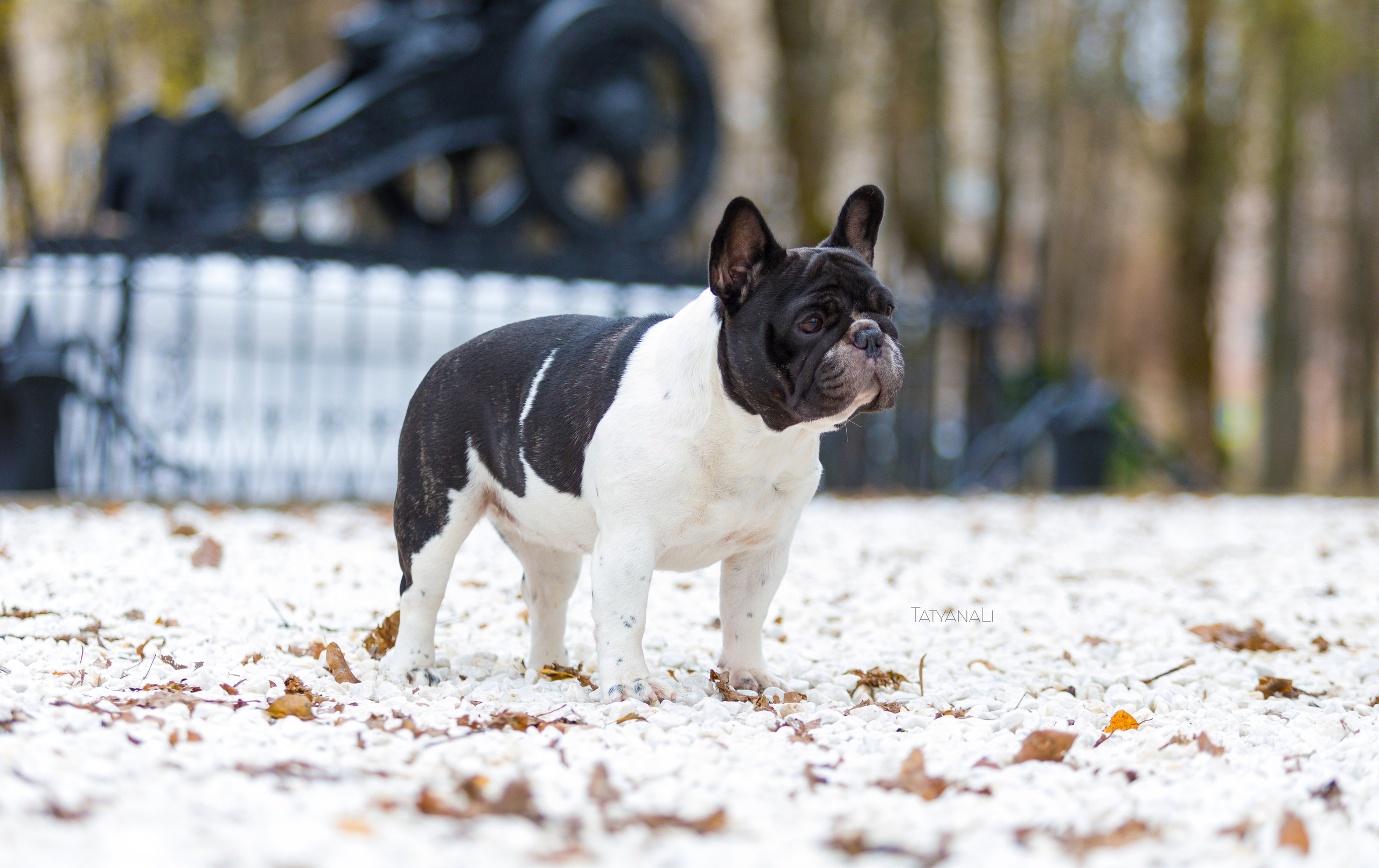 Французкий бульдог. Фотограф — анималист Татьяна Ли