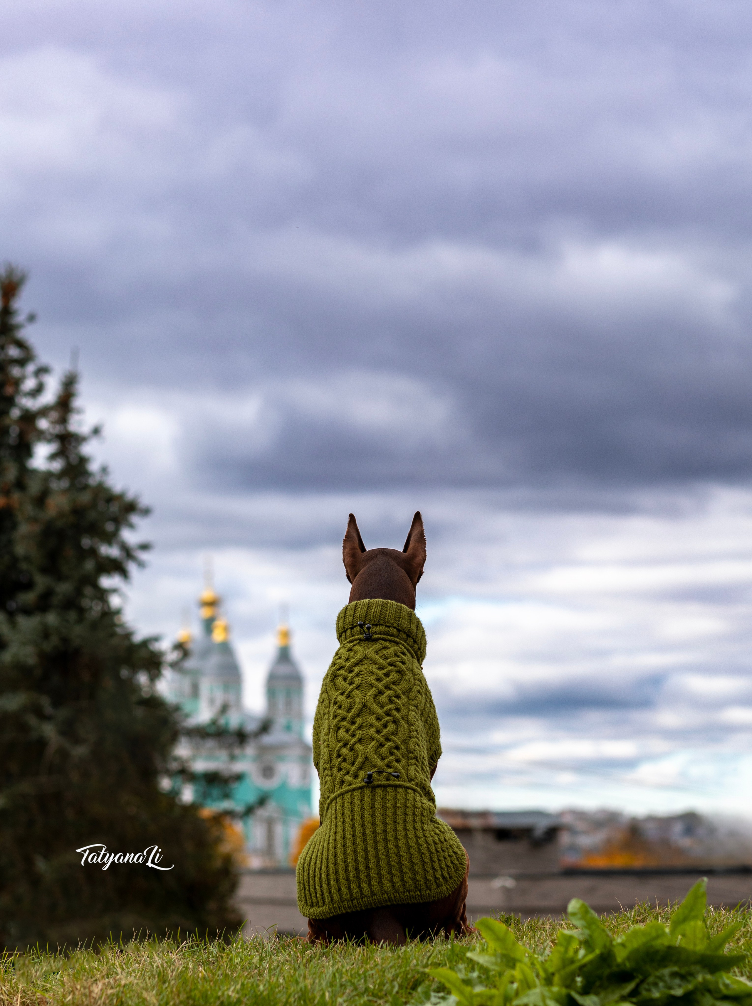 Доберман. Фотограф — анималист Татьяна Ли