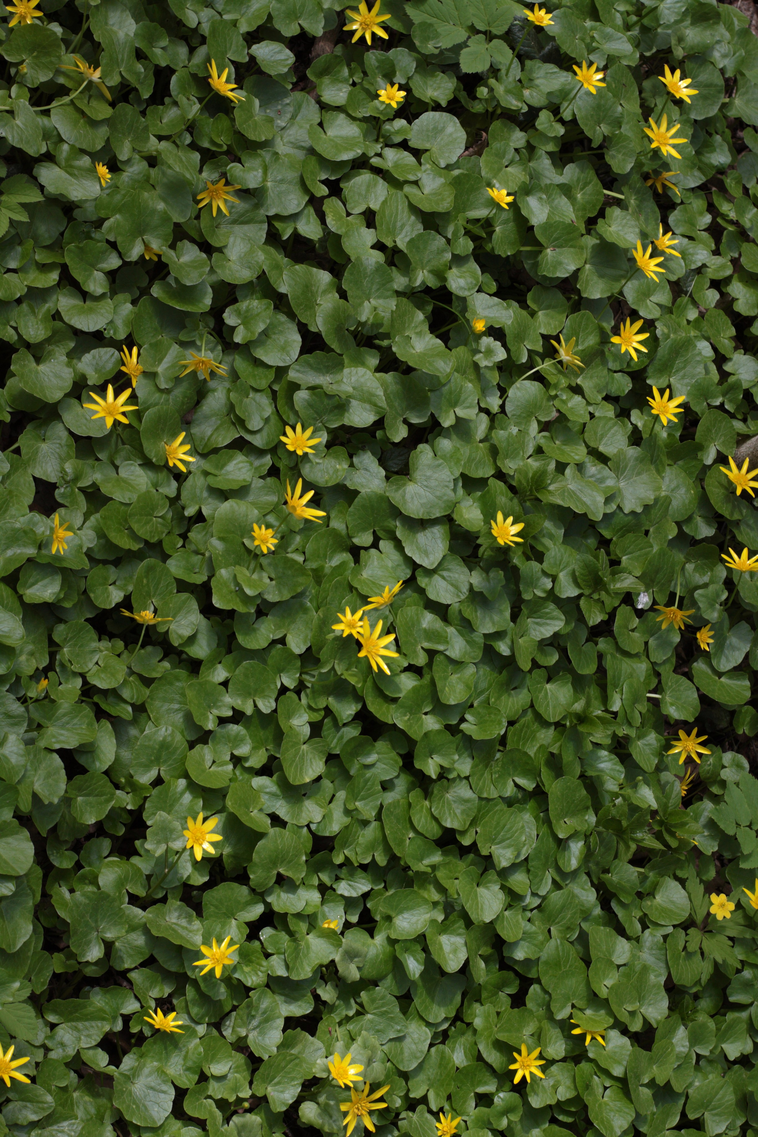 Старое природное, отбирала Katamount (Катерина Горохова). Главная