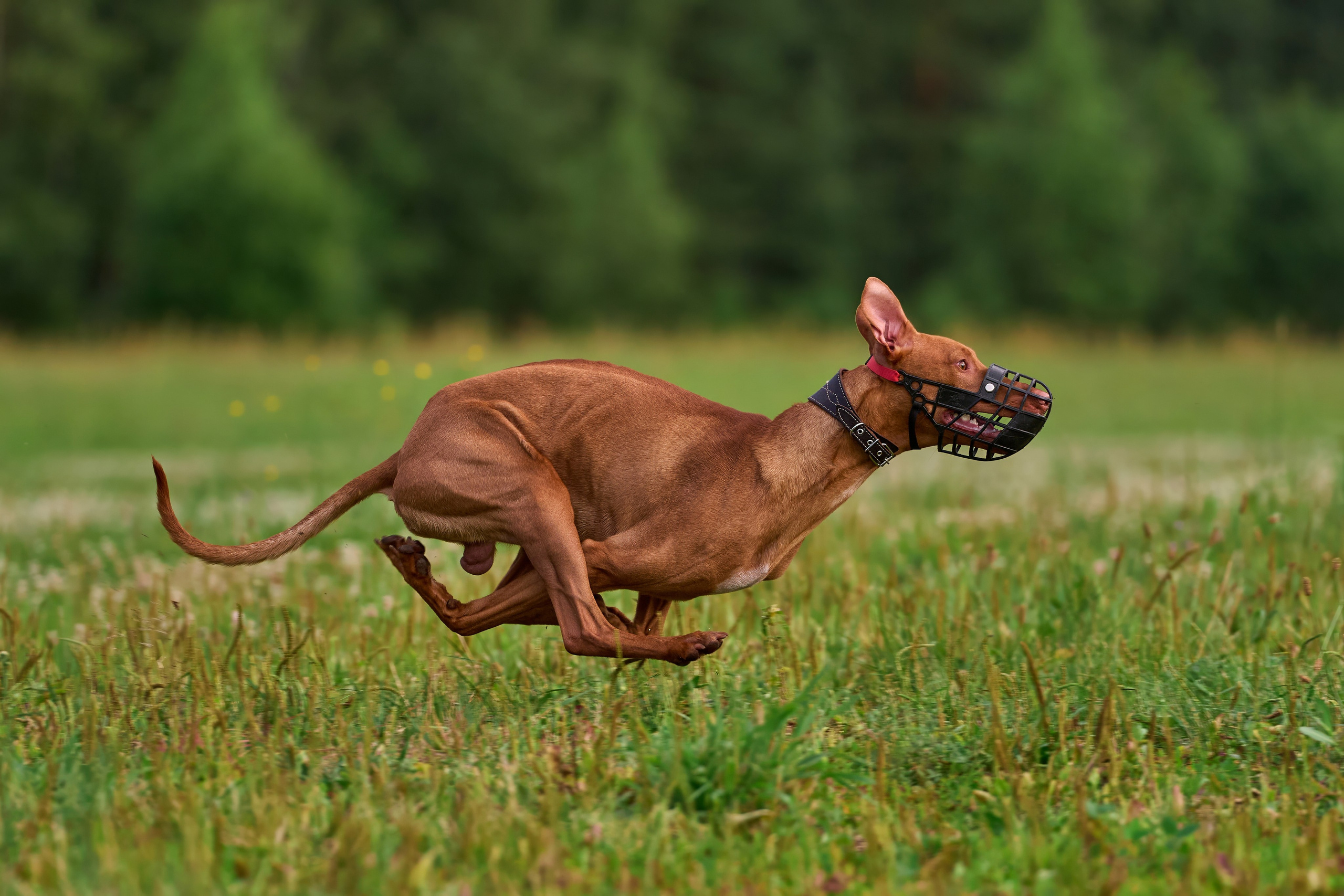 Тренировка по курсингу в Донино. Фотограф-анималист Михаил Манухин