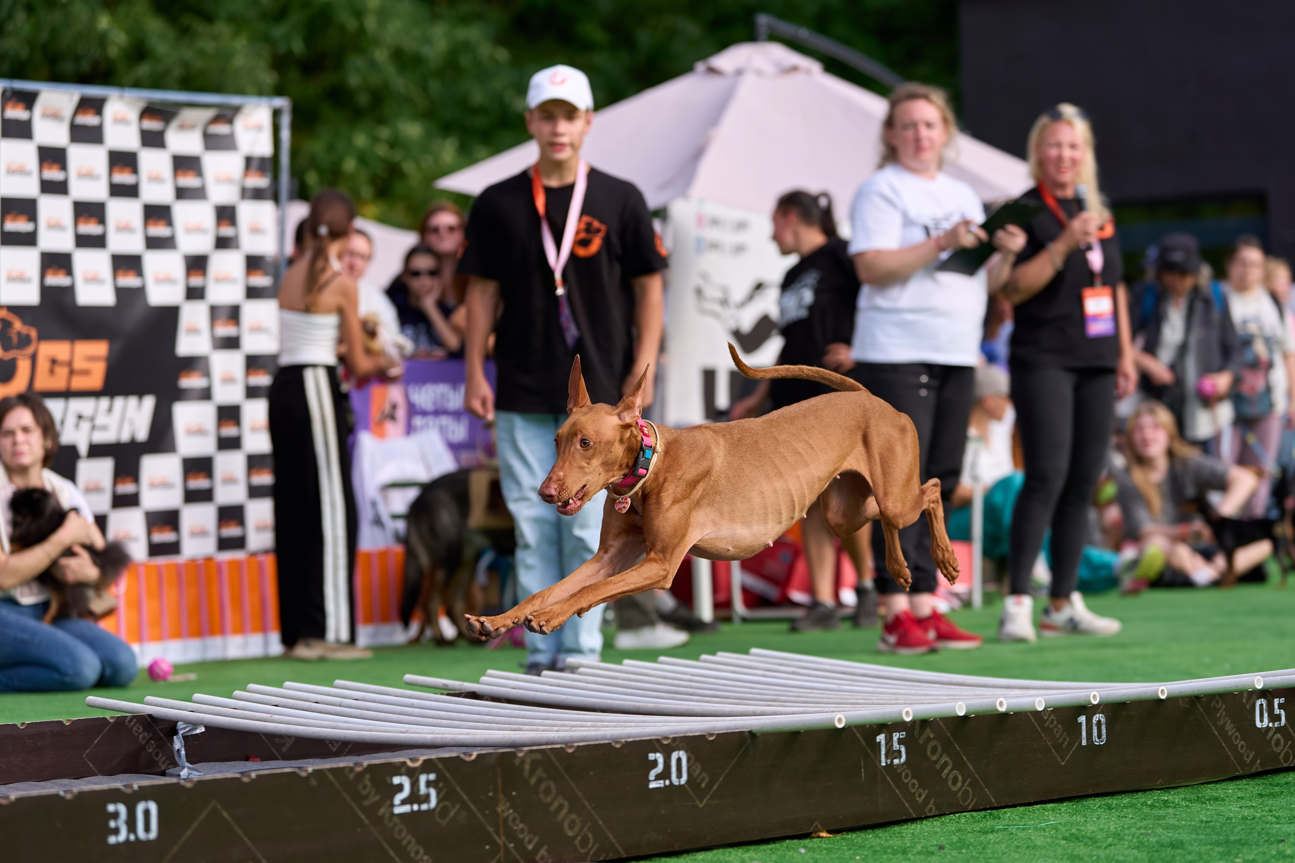 4 лапы Фест. Многоборье. Фотограф-анималист Михаил Манухин