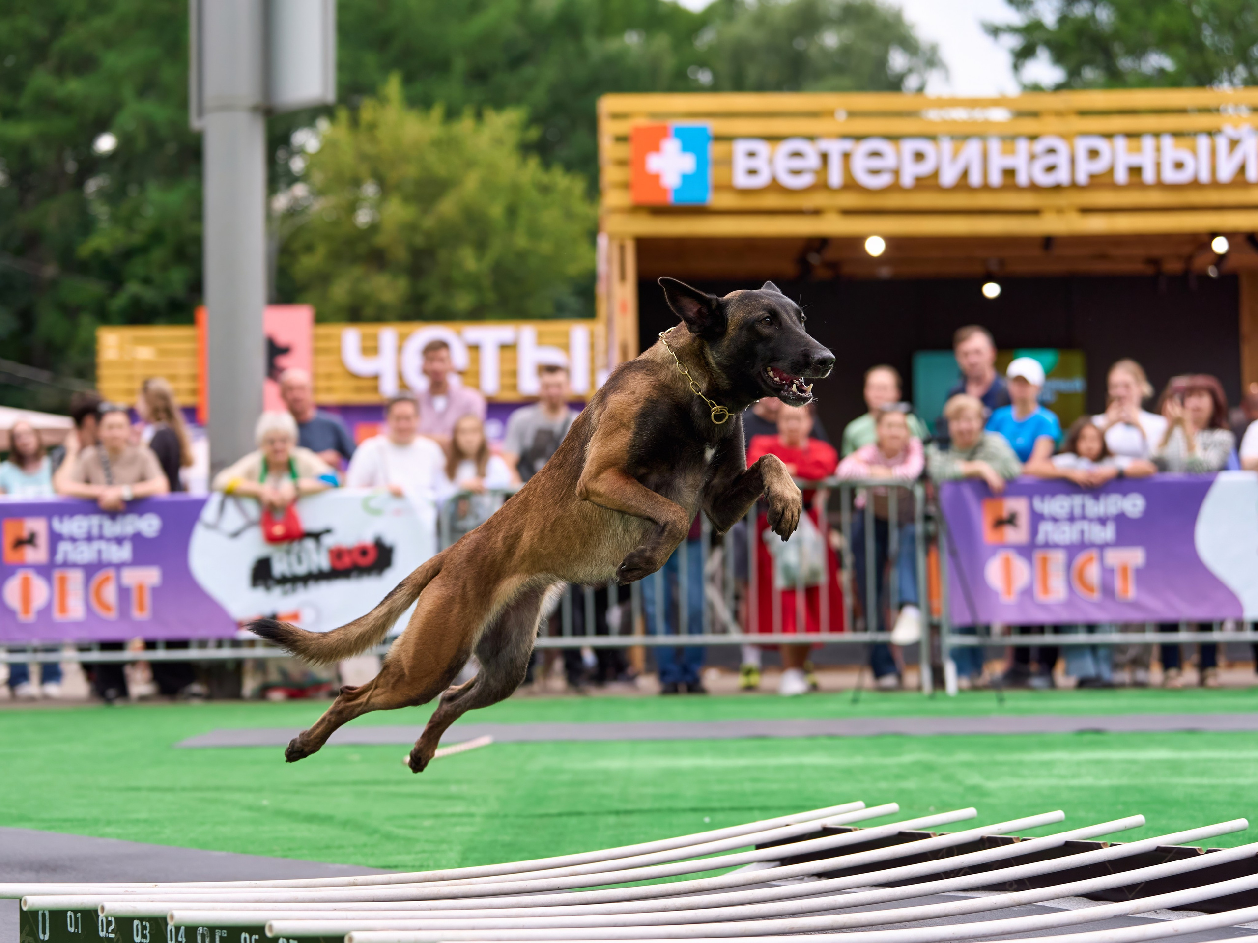 4 лапы Фест. Многоборье. Фотограф-анималист Михаил Манухин