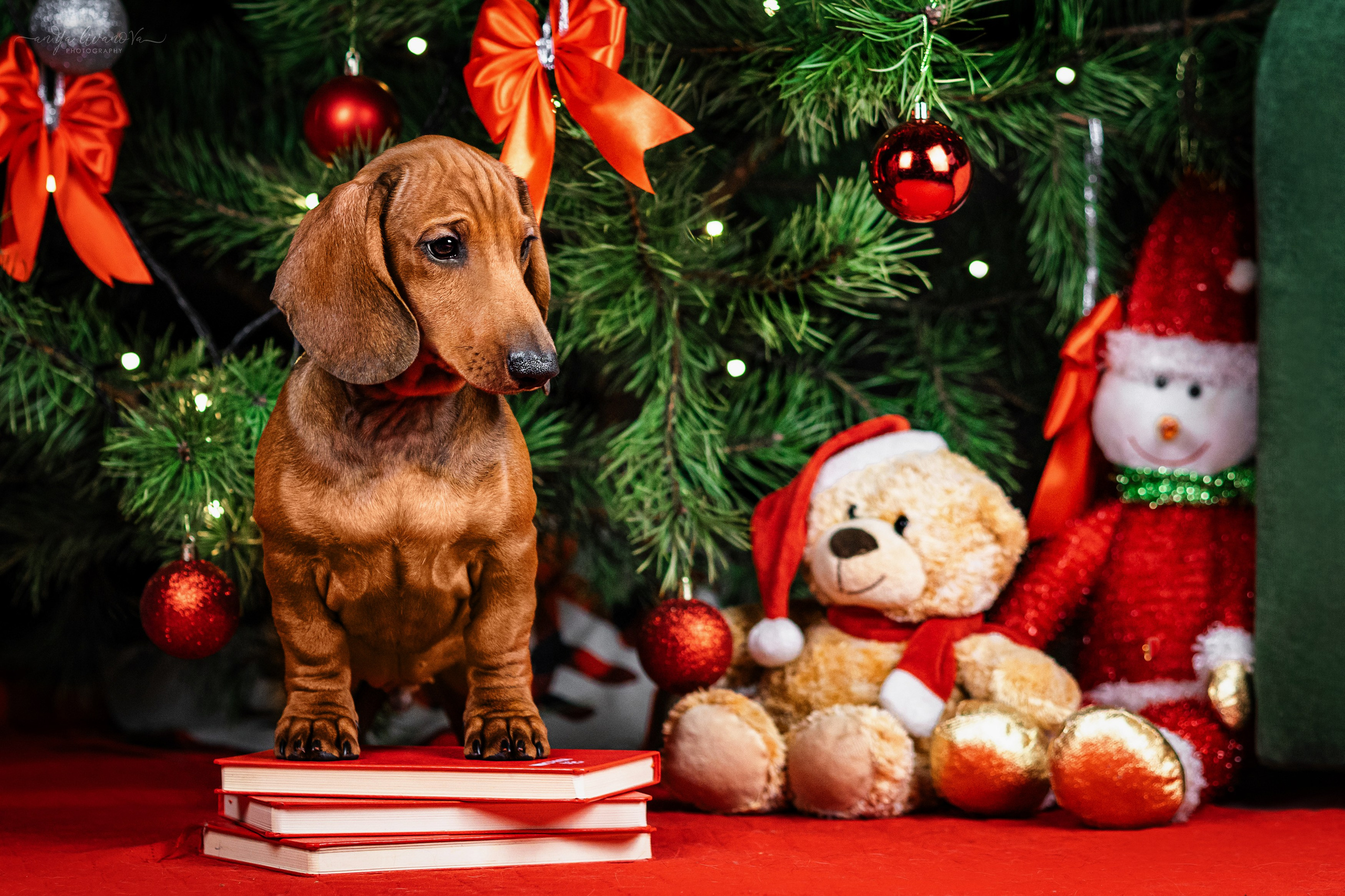 Новогодняя атмосфера в «Simply the Best». Фотограф анималист Аня Ливанова | Рыбинск