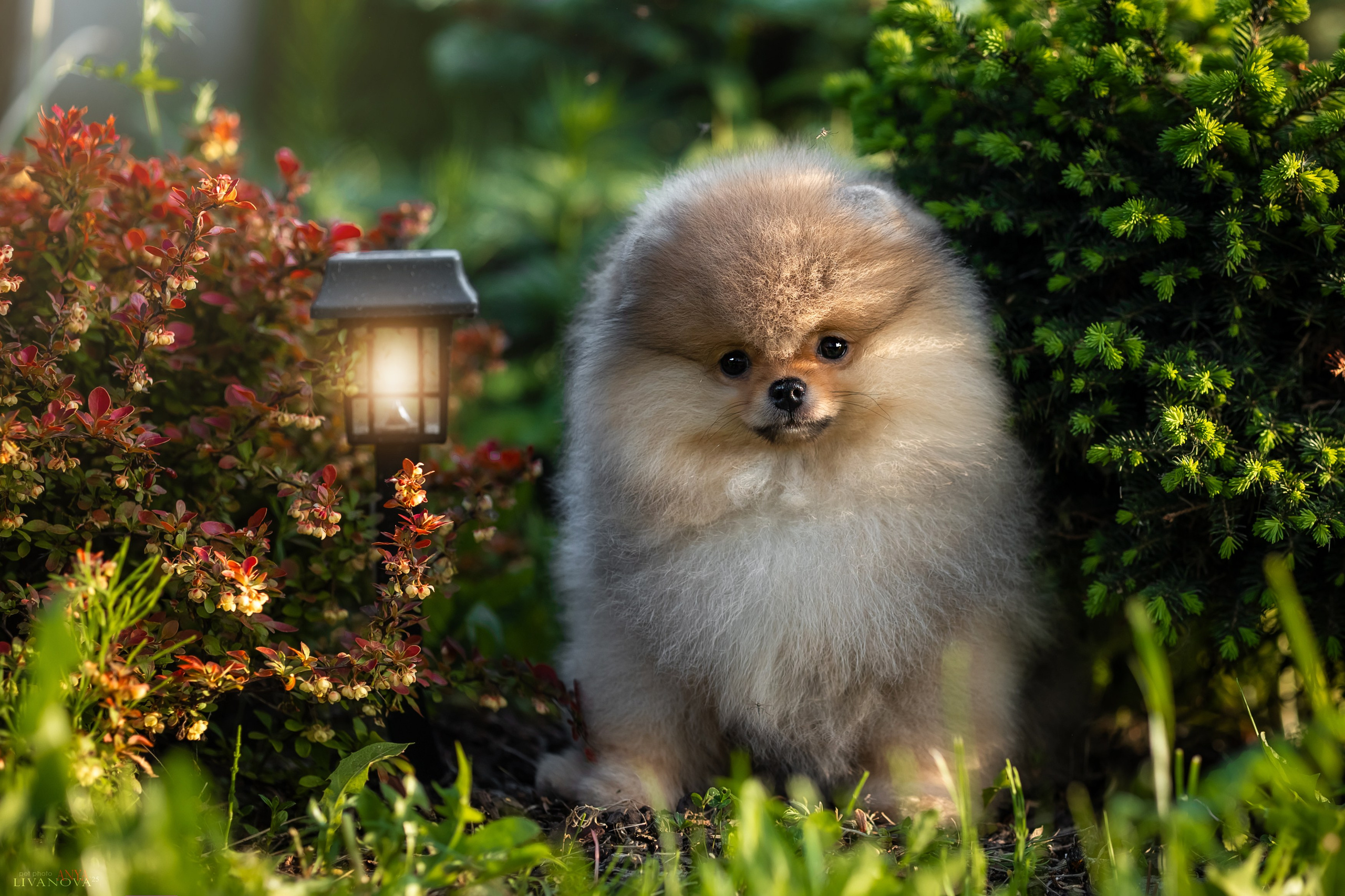 Шпичики. Фотограф анималист Аня Ливанова | Рыбинск