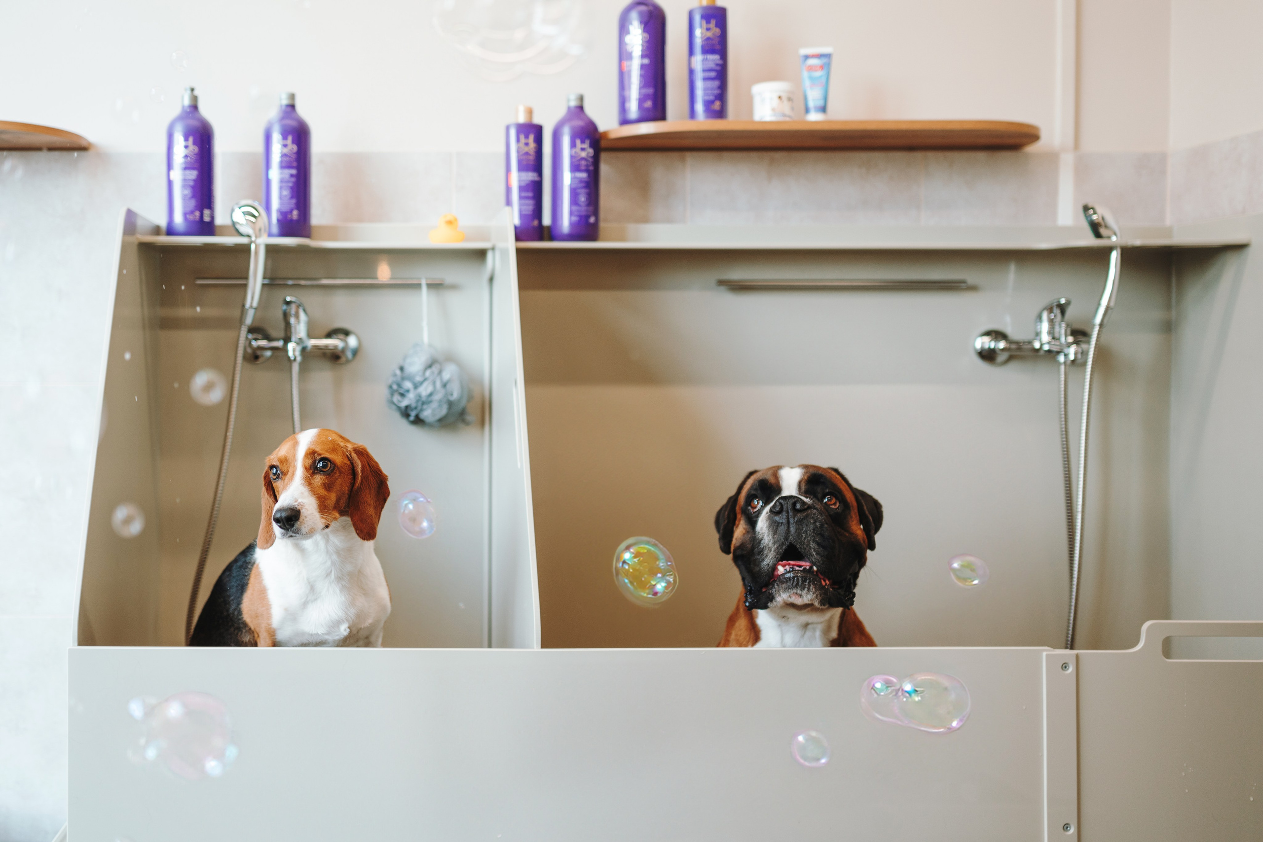 Груминг-салон. Фотограф анималист Осипчикова Мария