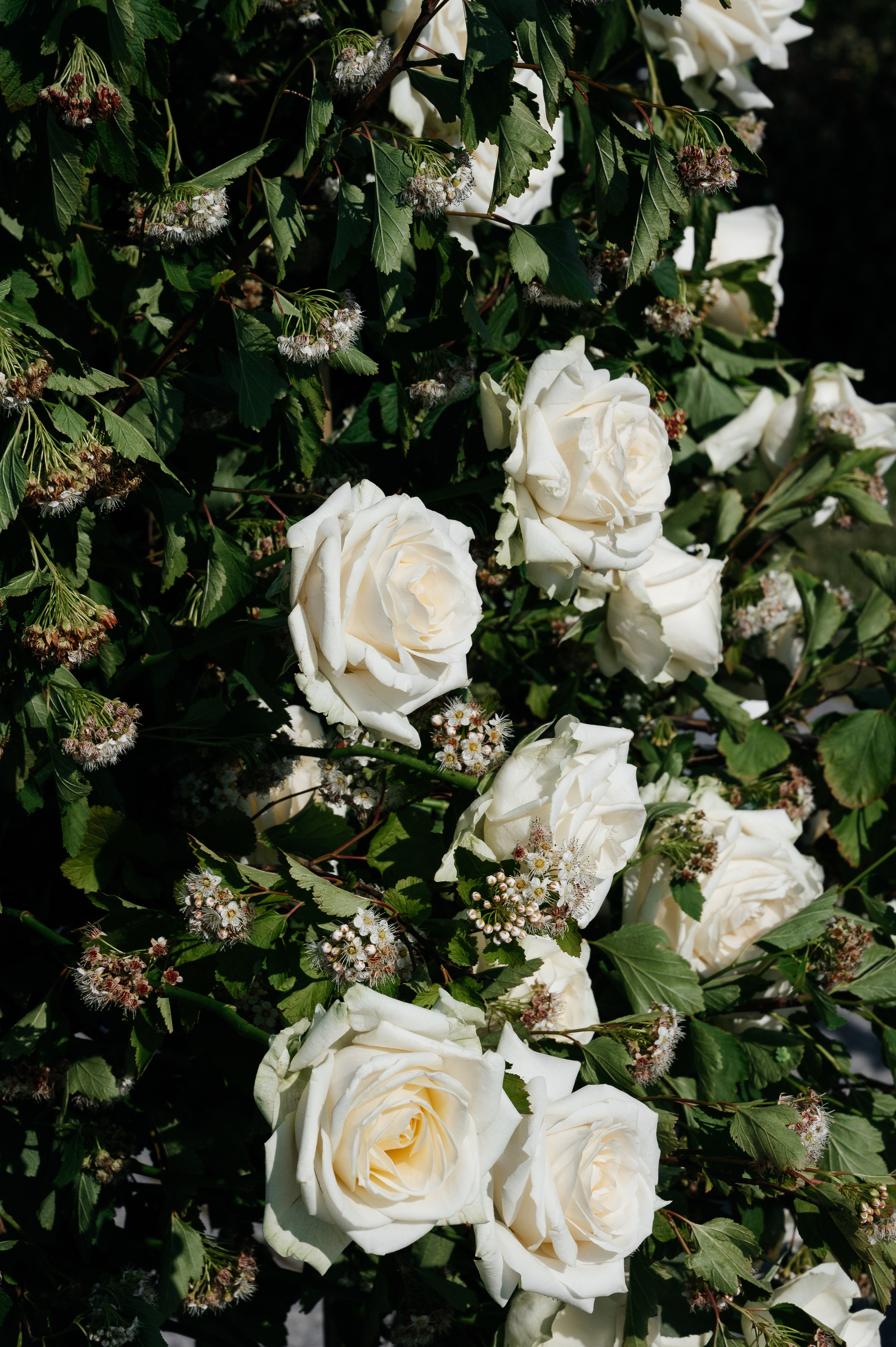 Morning at Michetti. Wedding photographer in Moscow and around the world Andrey Medvednikov