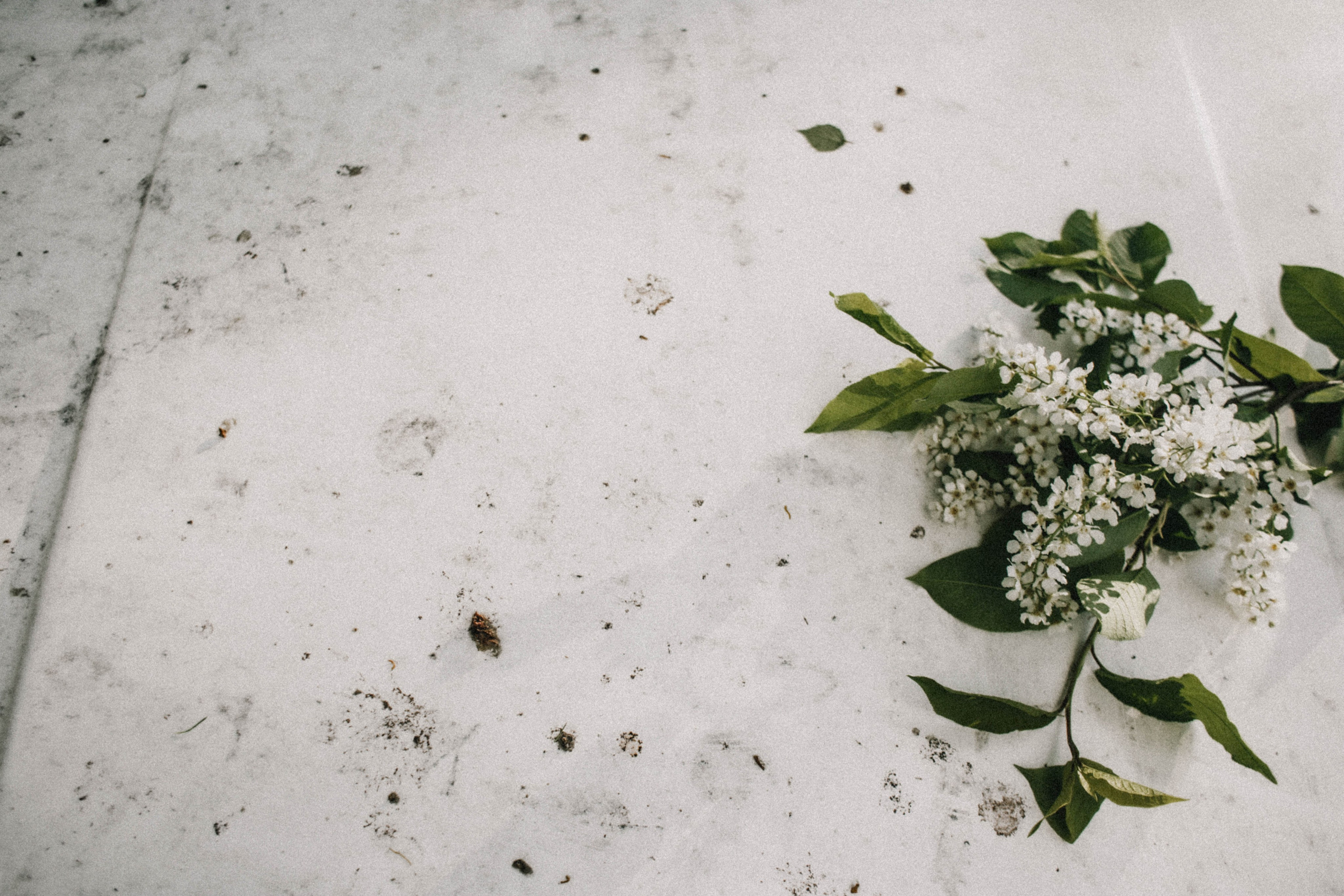 Таня. Весна. Цветы. Фотограф в Нижнем Новгороде